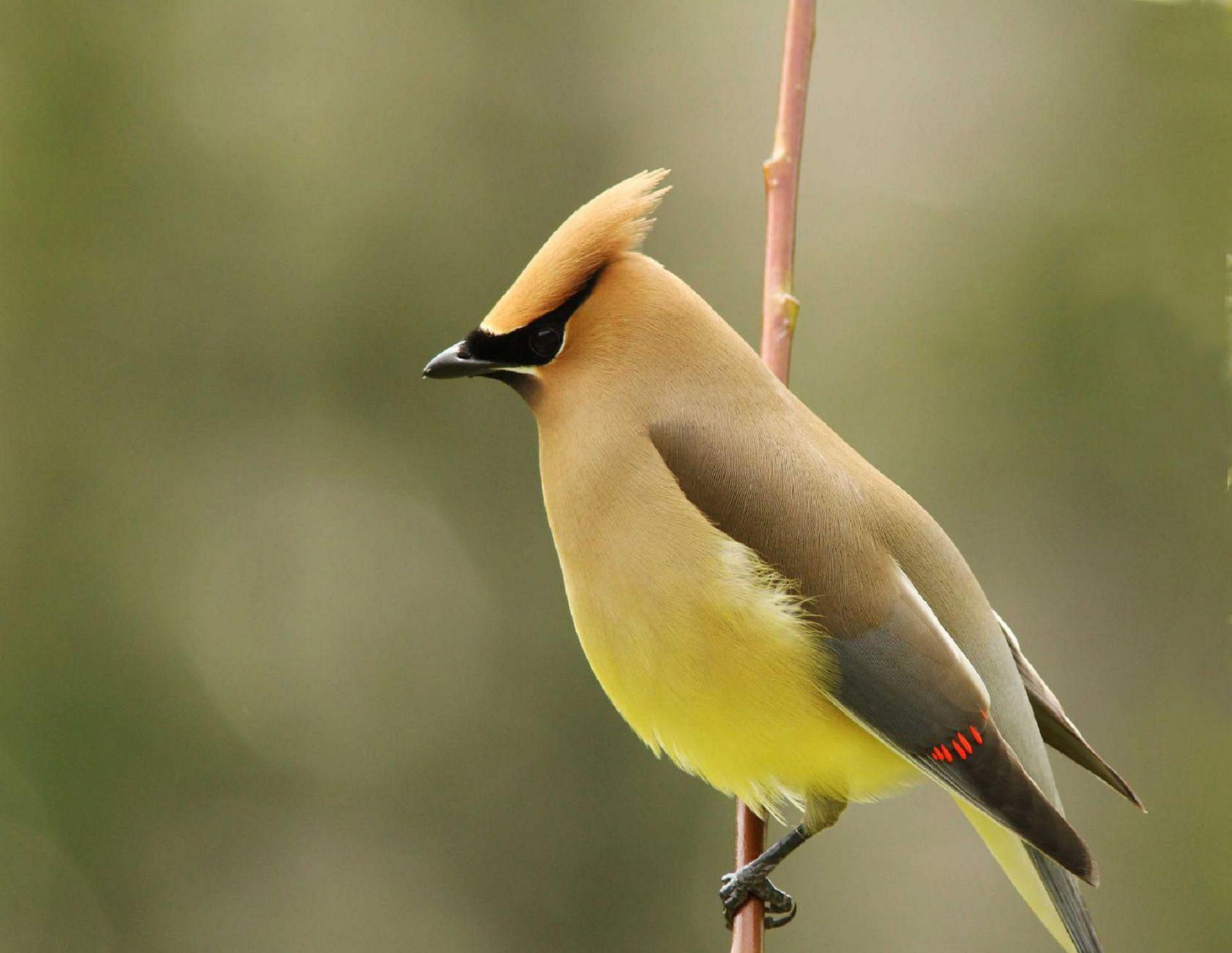 Cedar Waxwing Wallpapers