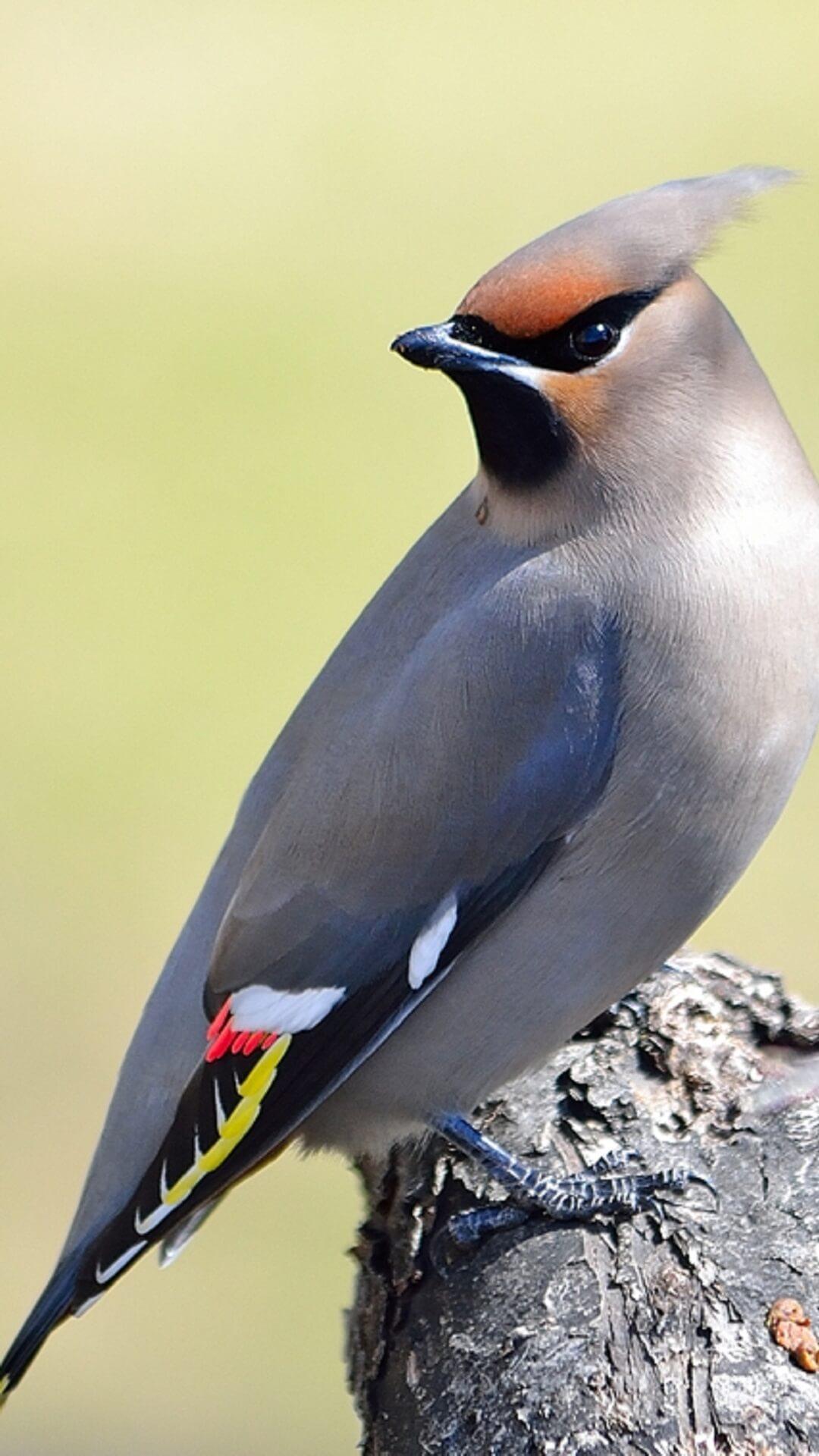 Cedar Waxwing Wallpapers