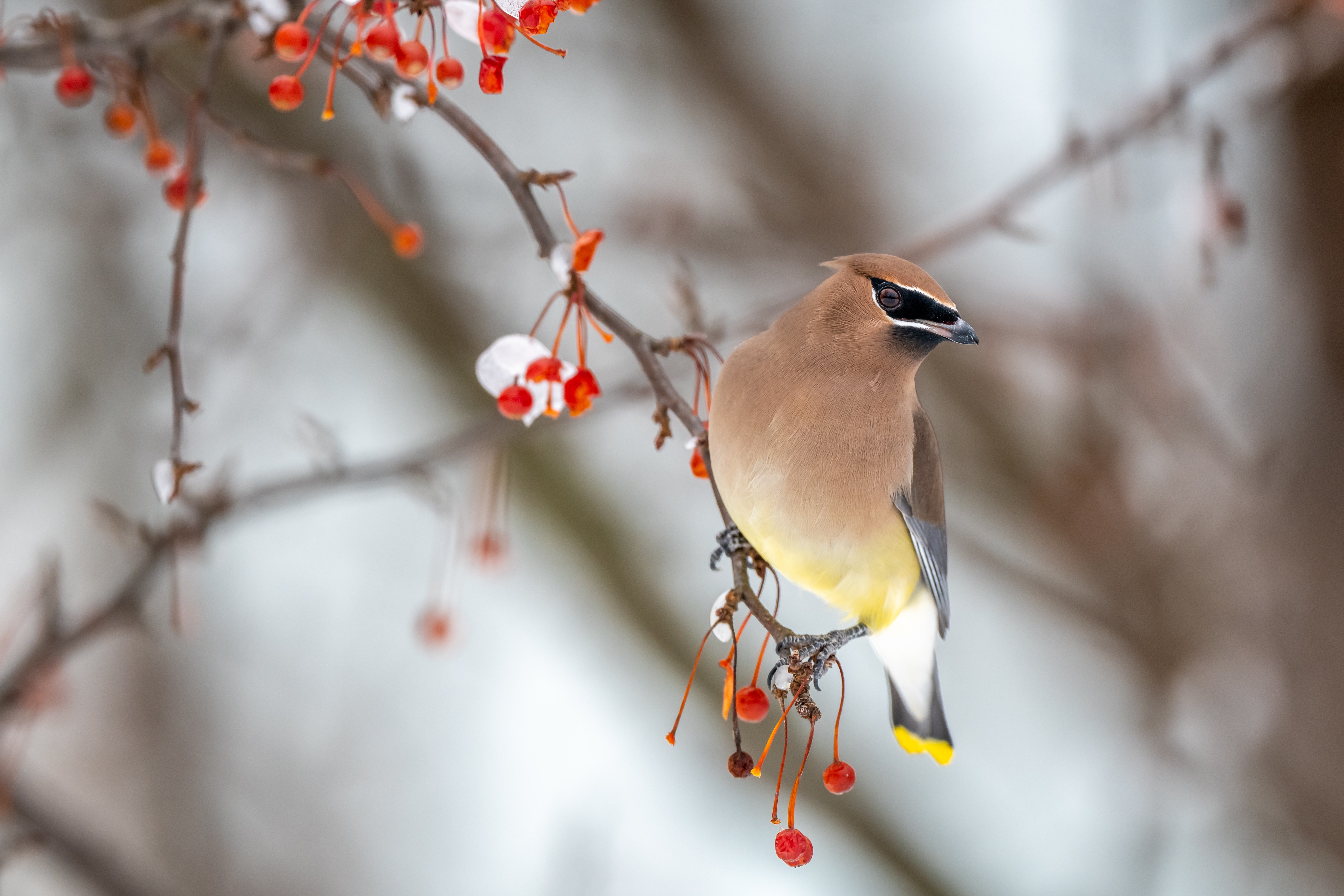 Cedar Waxwing Wallpapers