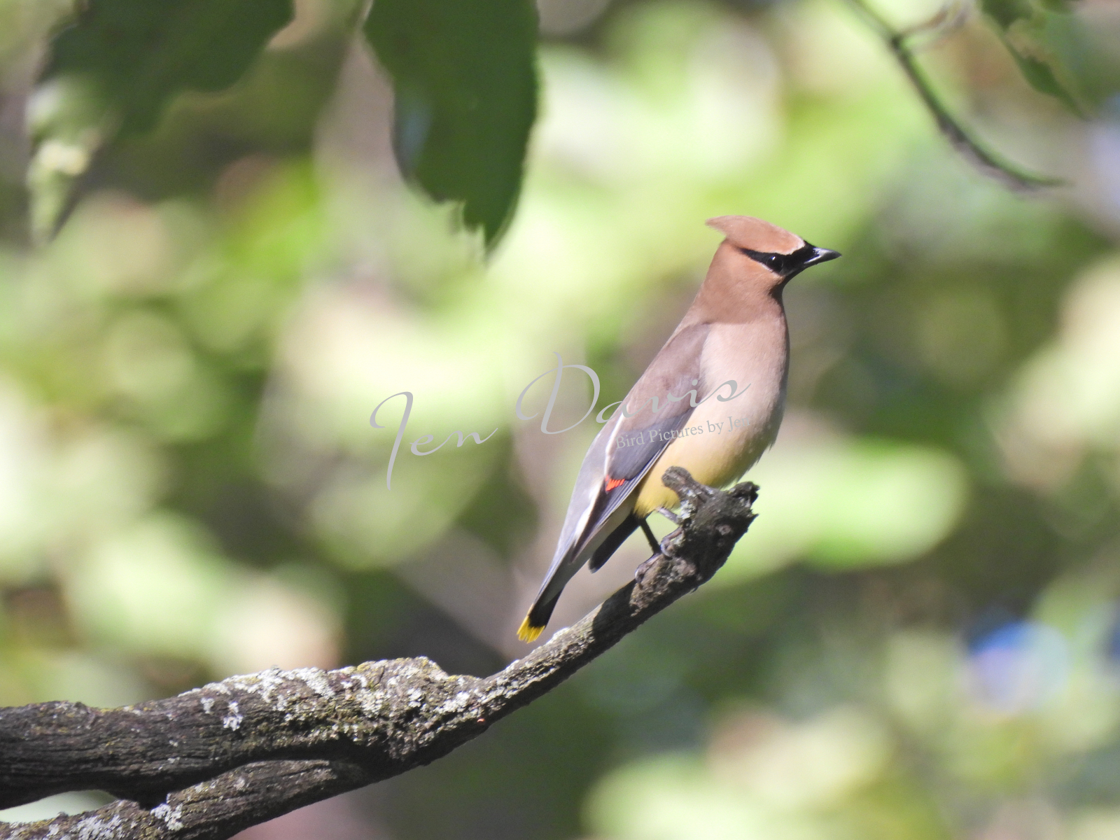 Cedar Waxwing Wallpapers