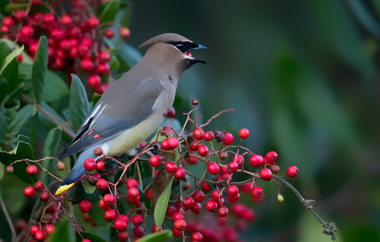 Cedar Waxwing Wallpapers