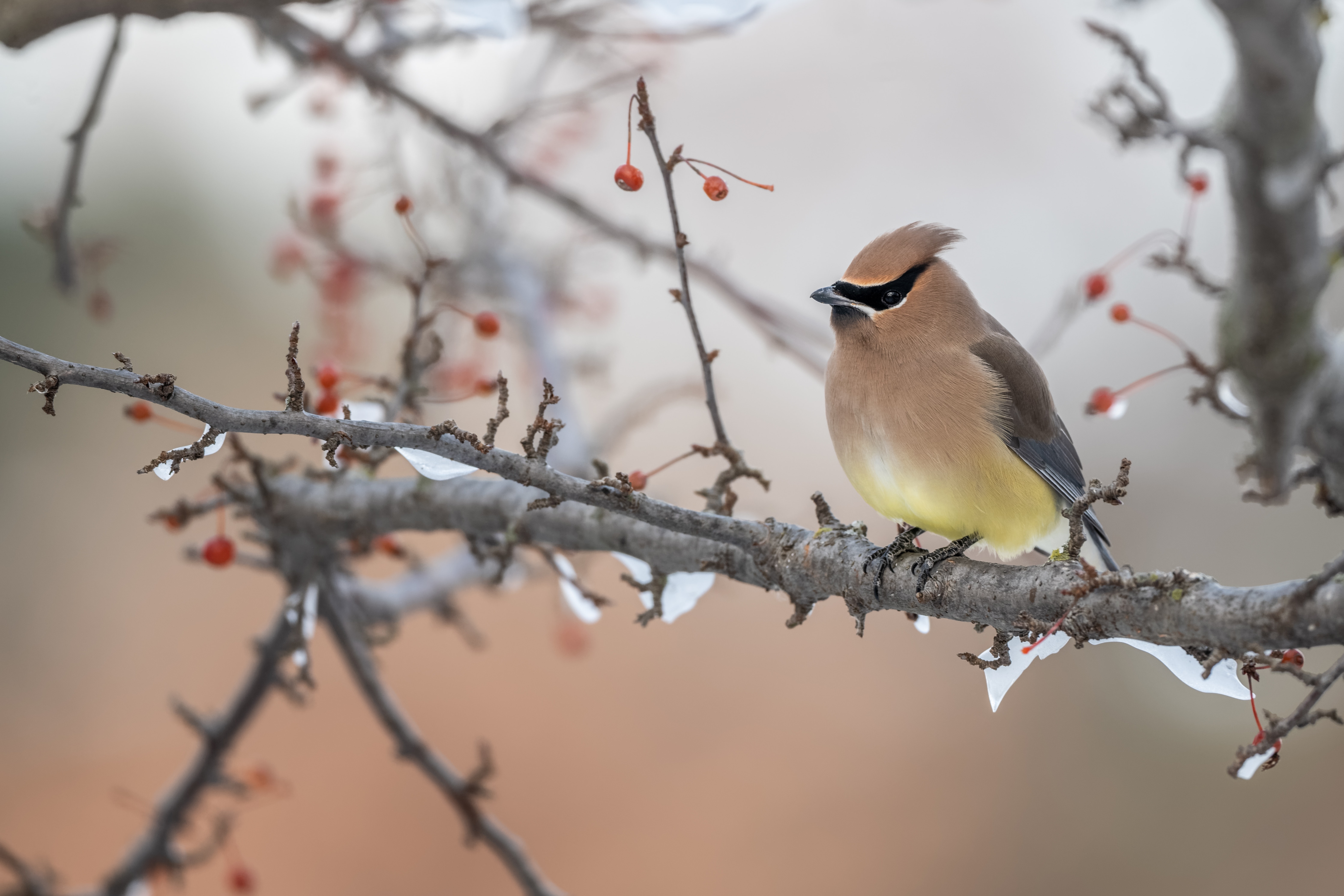 Cedar Waxwing Wallpapers