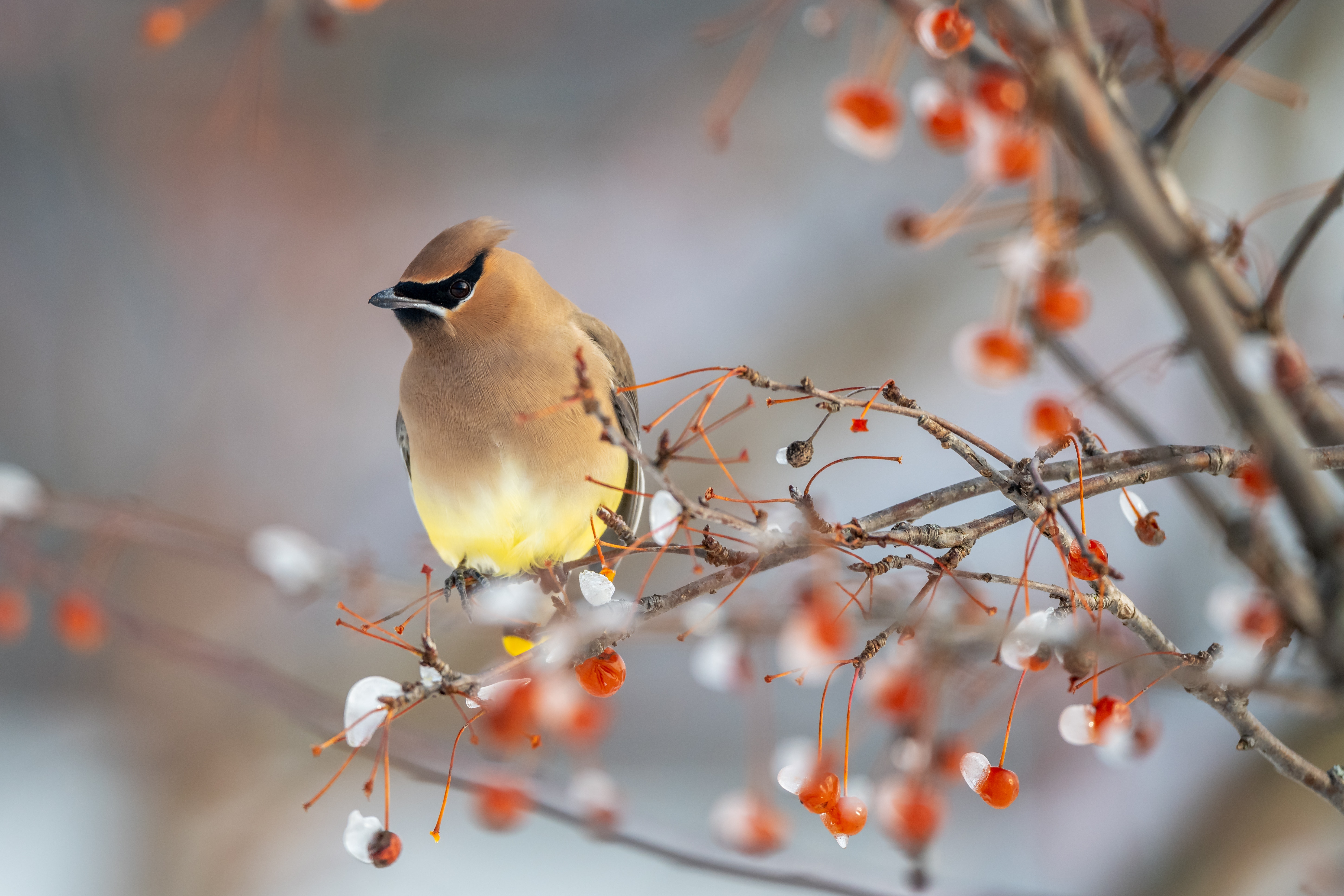 Cedar Waxwing Wallpapers