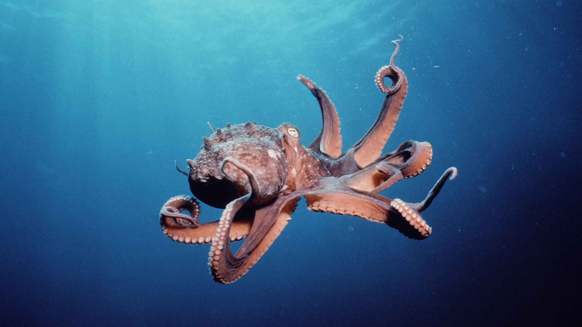 Cephalopod Wallpapers