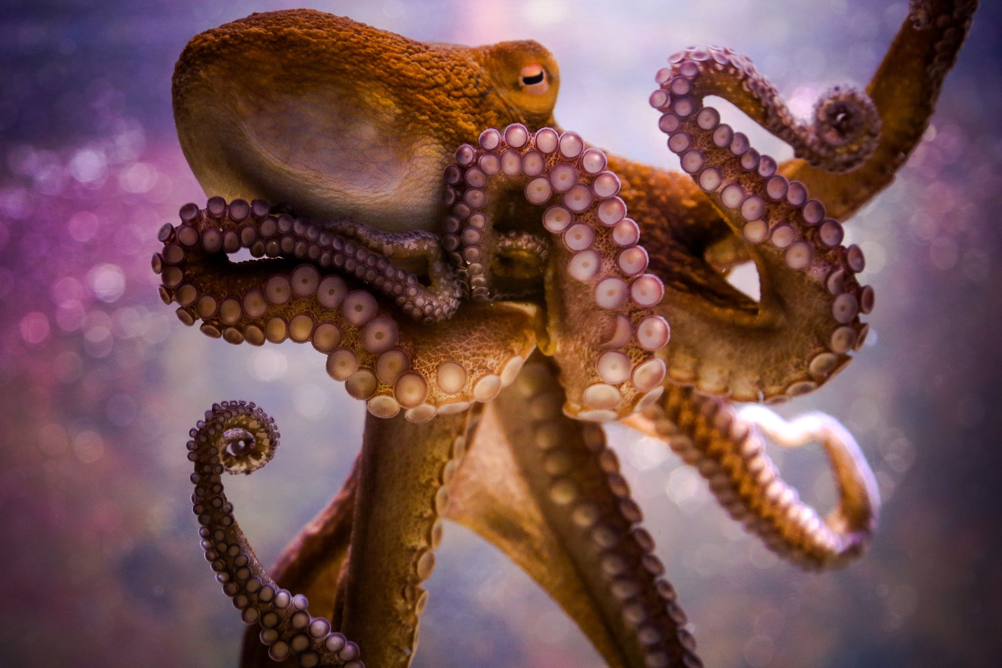 Cephalopod Wallpapers