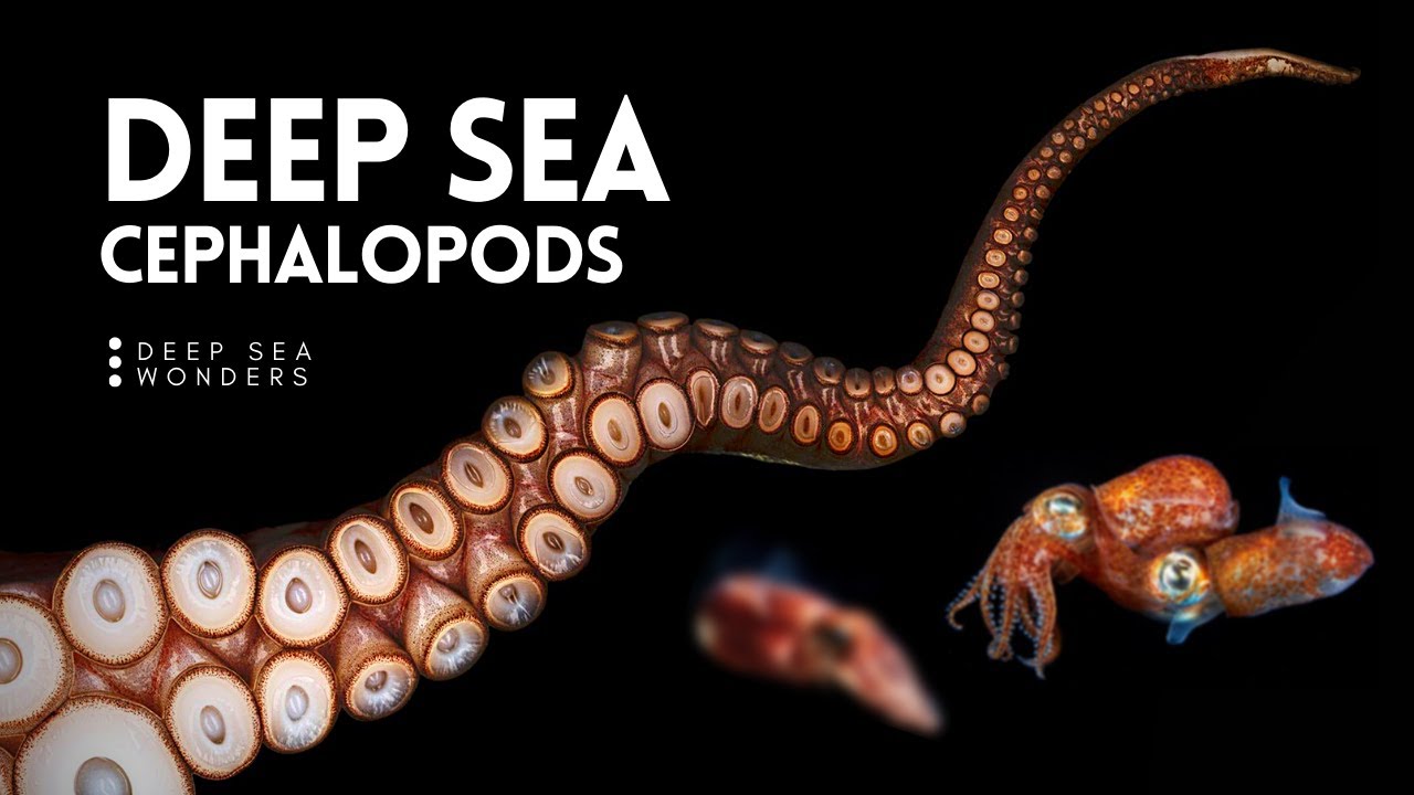 Cephalopod Wallpapers