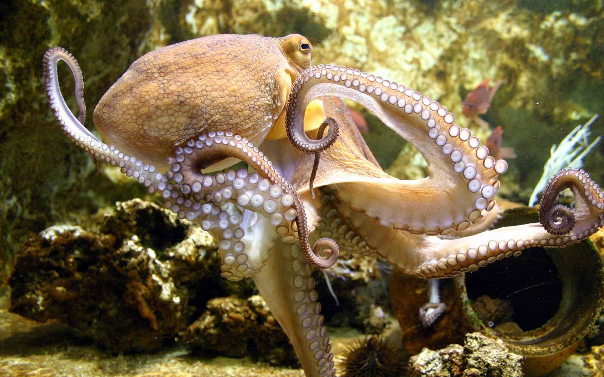 Cephalopod Wallpapers