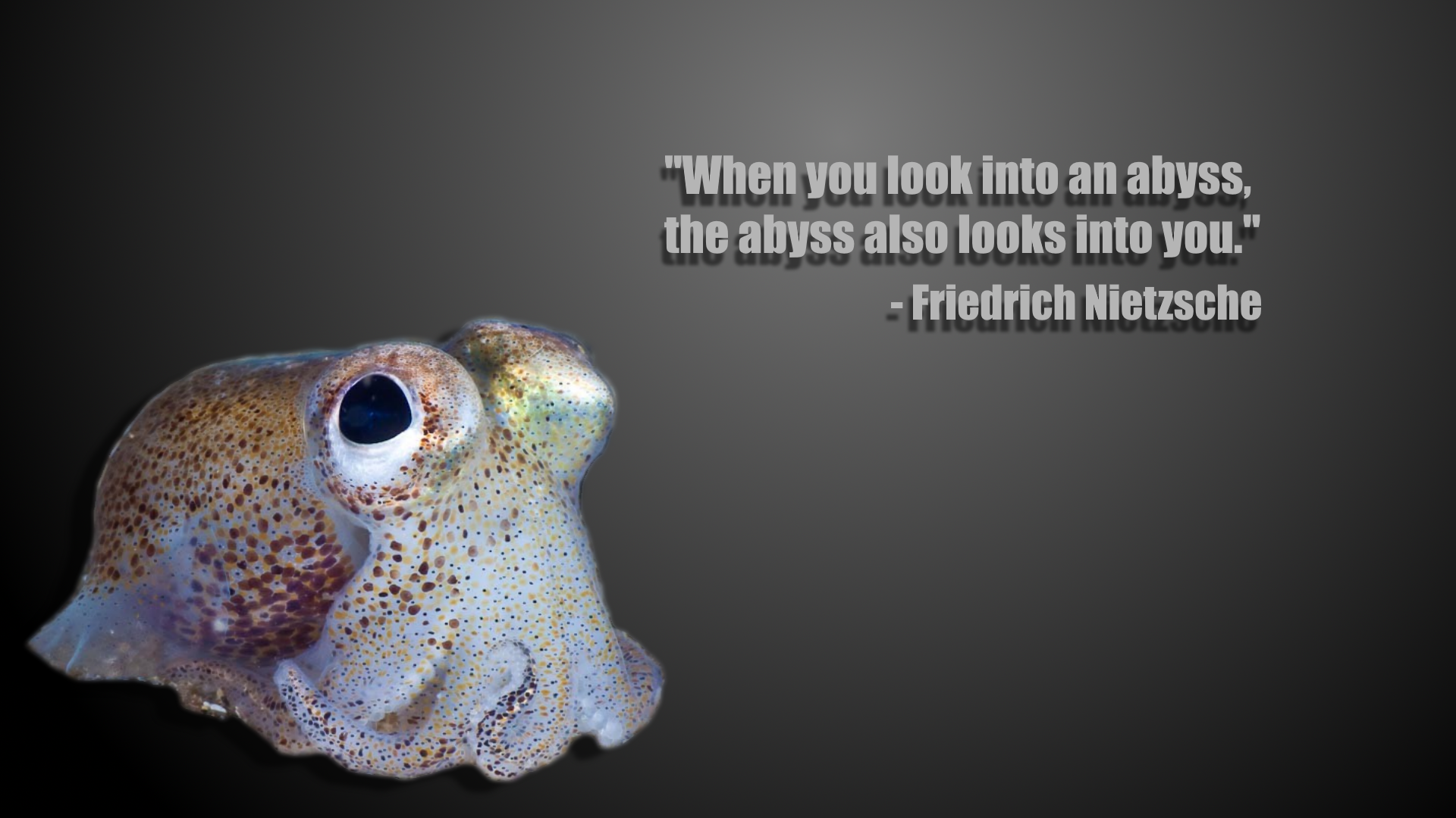 Cephalopod Wallpapers