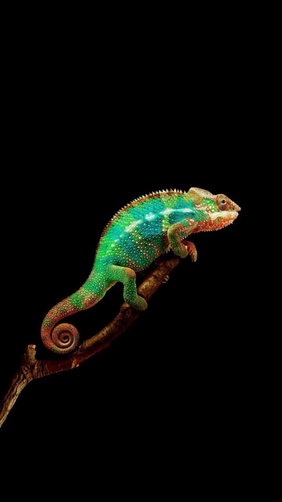 Chameleon Live Wallpapers