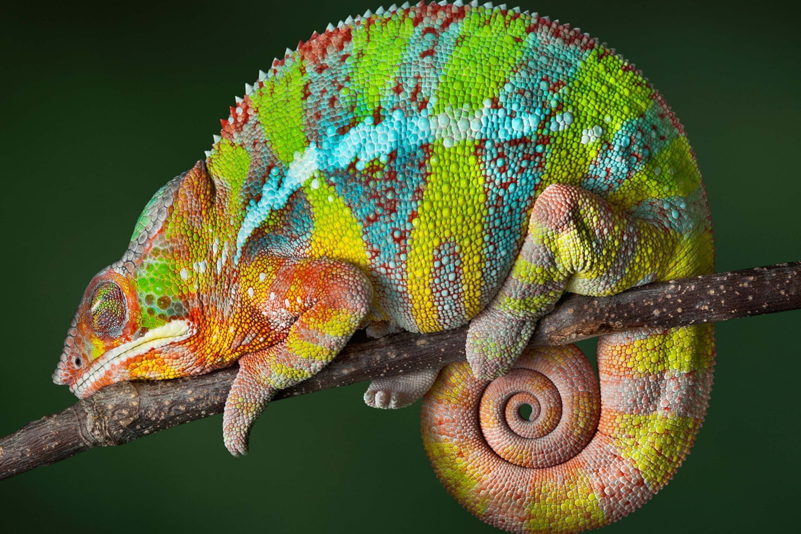 Chameleon Live Wallpapers