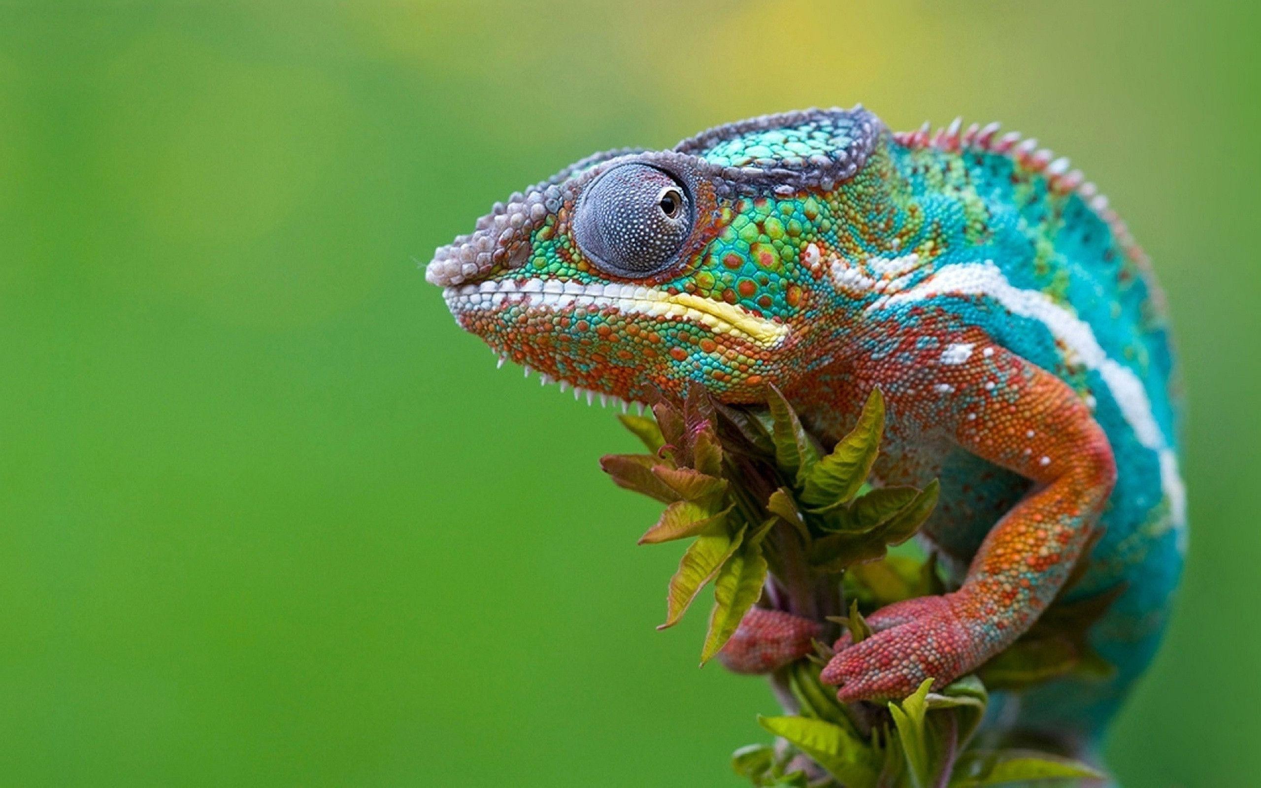 Chameleon Wallpapers