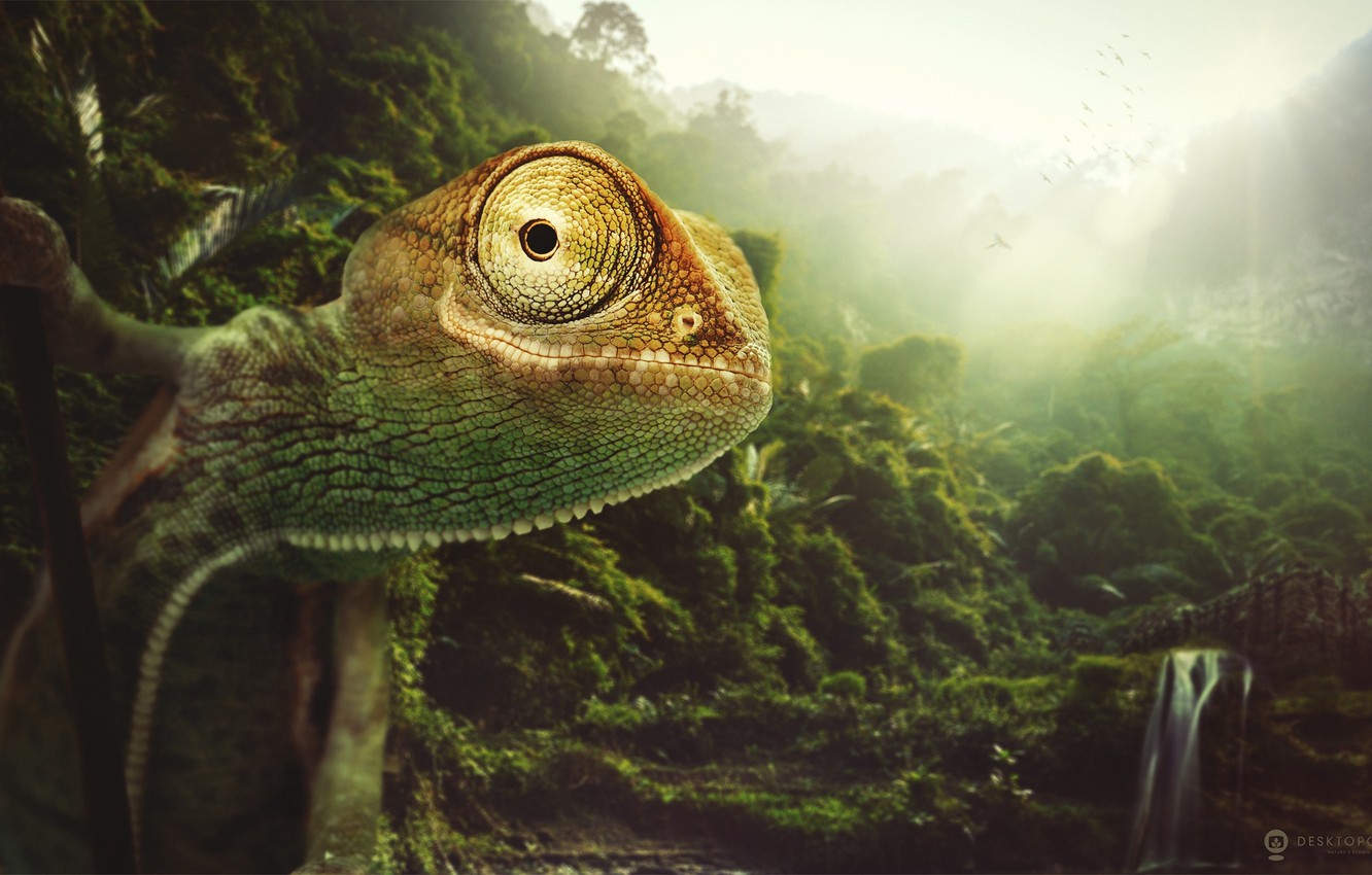 Chameleon Wallpapers