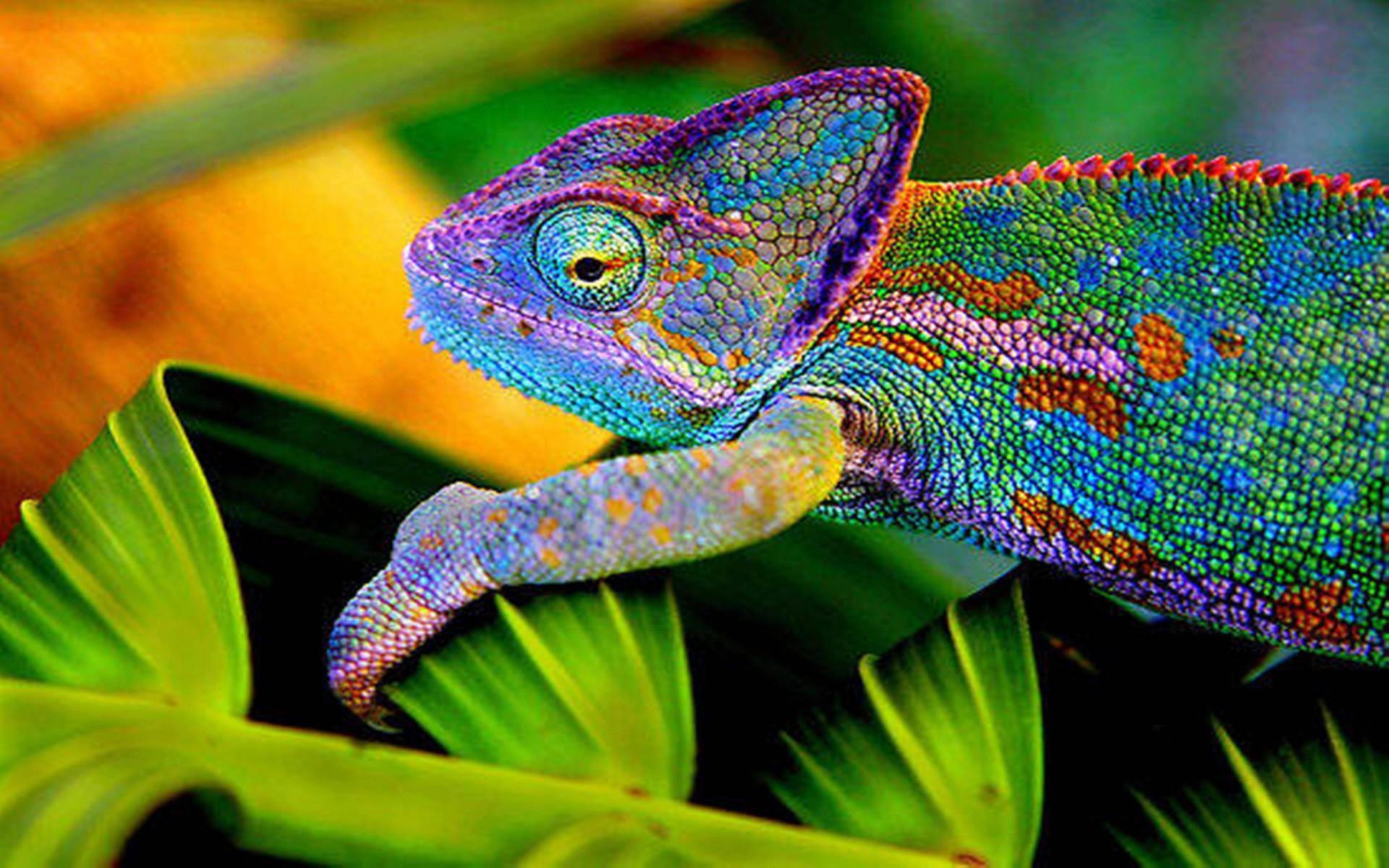 Chameleon Wallpapers