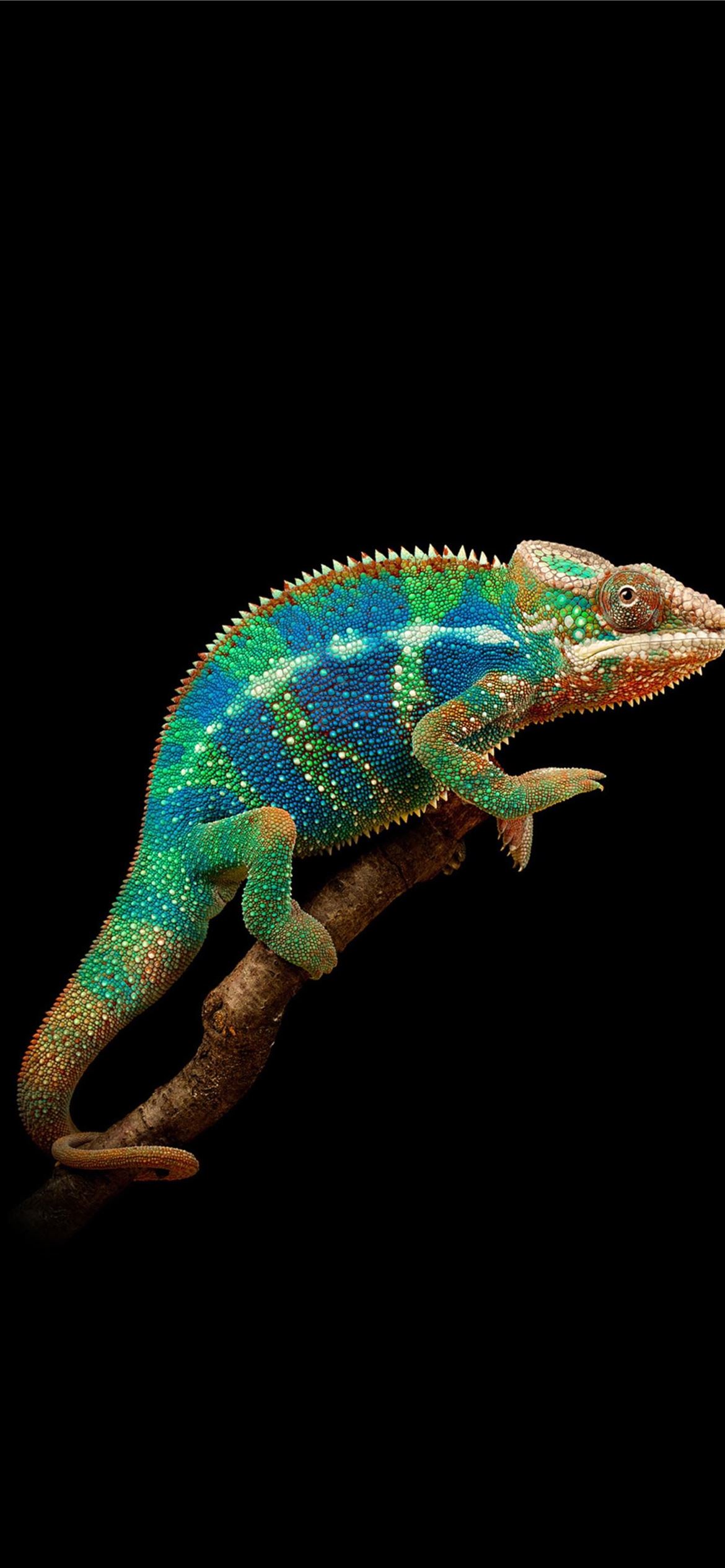 Chameleon Wallpapers