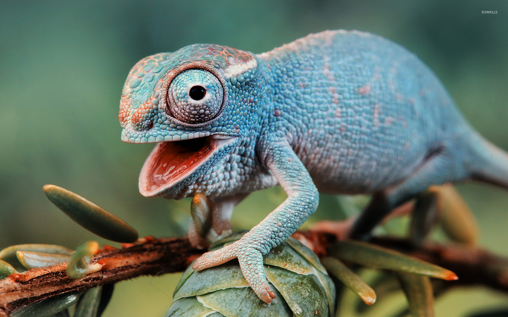 Chameleon Wallpapers