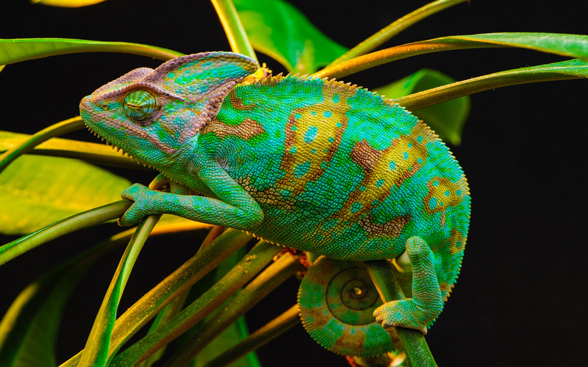 Chameleon Wallpapers