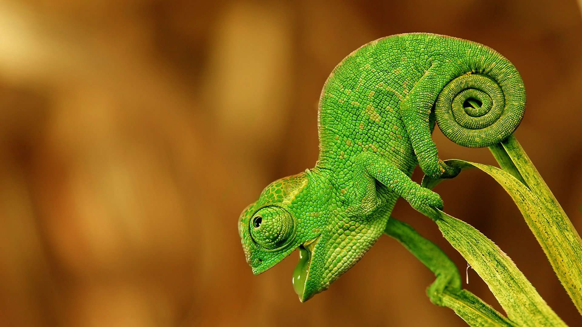 Chameleon Wallpapers