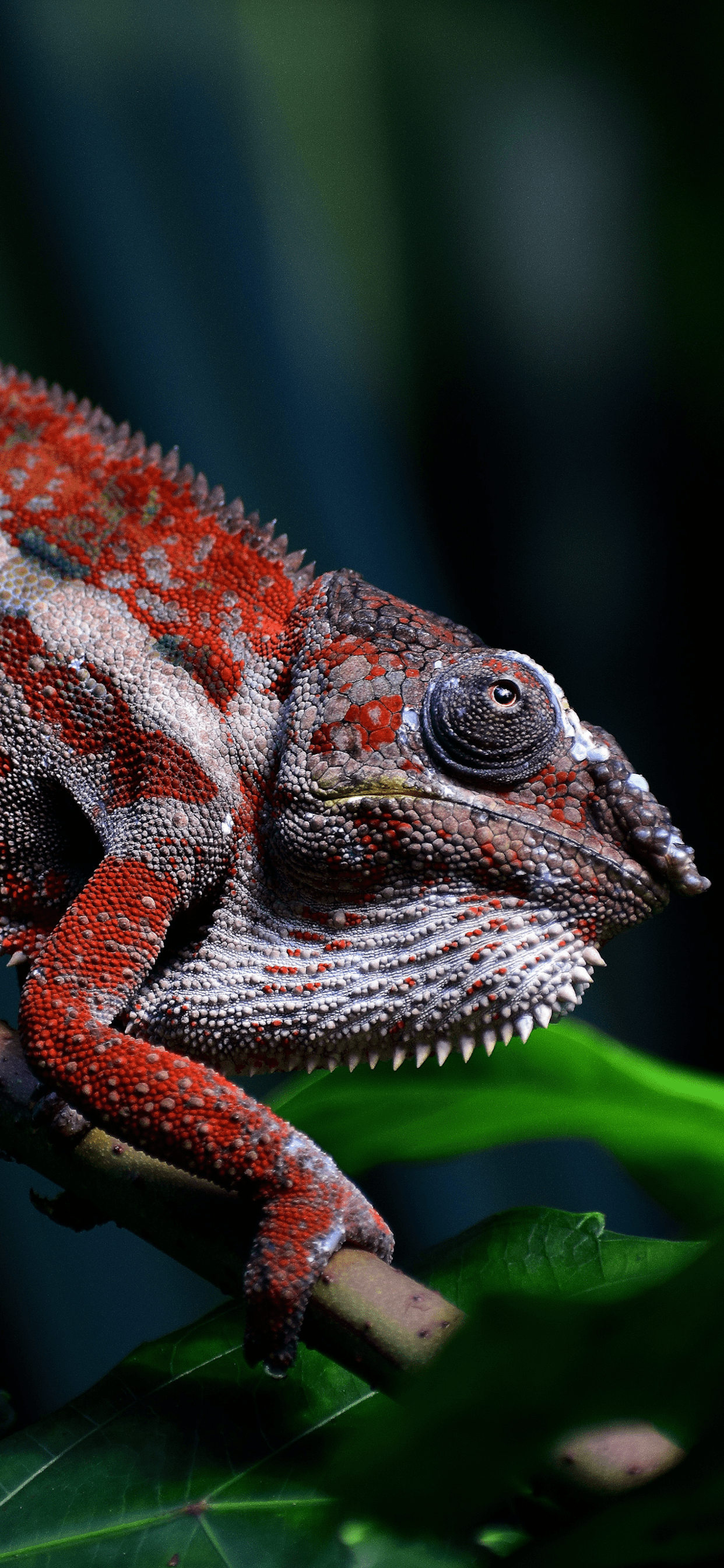 Chameleon Wallpapers