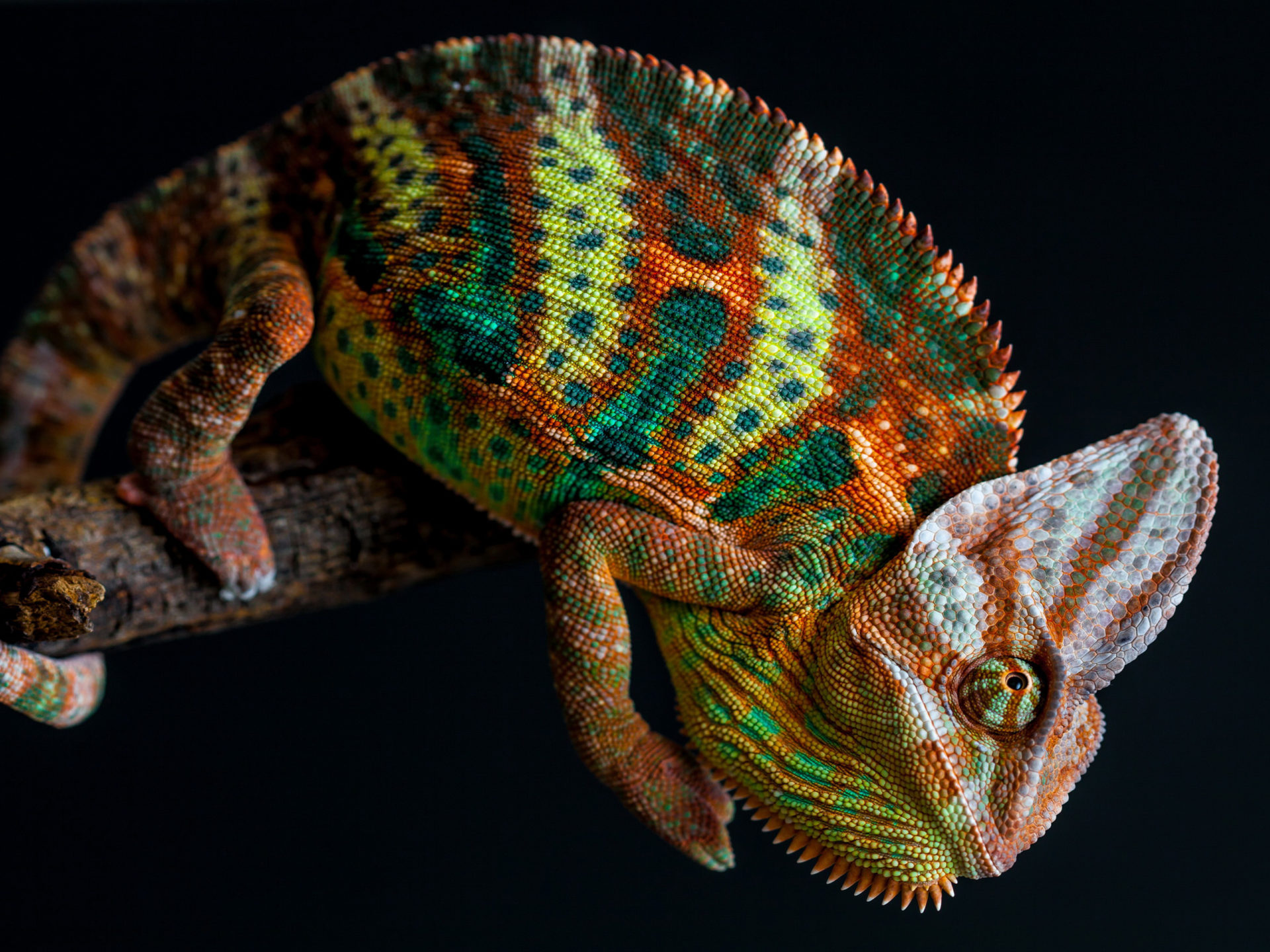 Chameleon Wallpapers