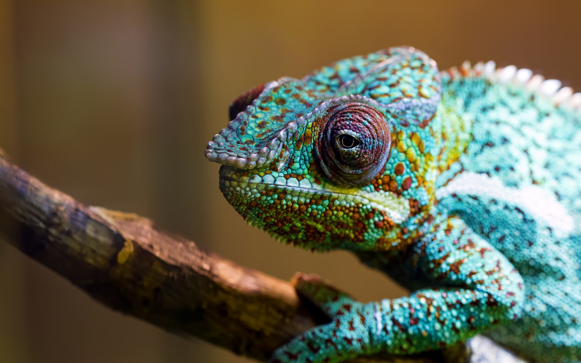 Chameleon Wallpapers