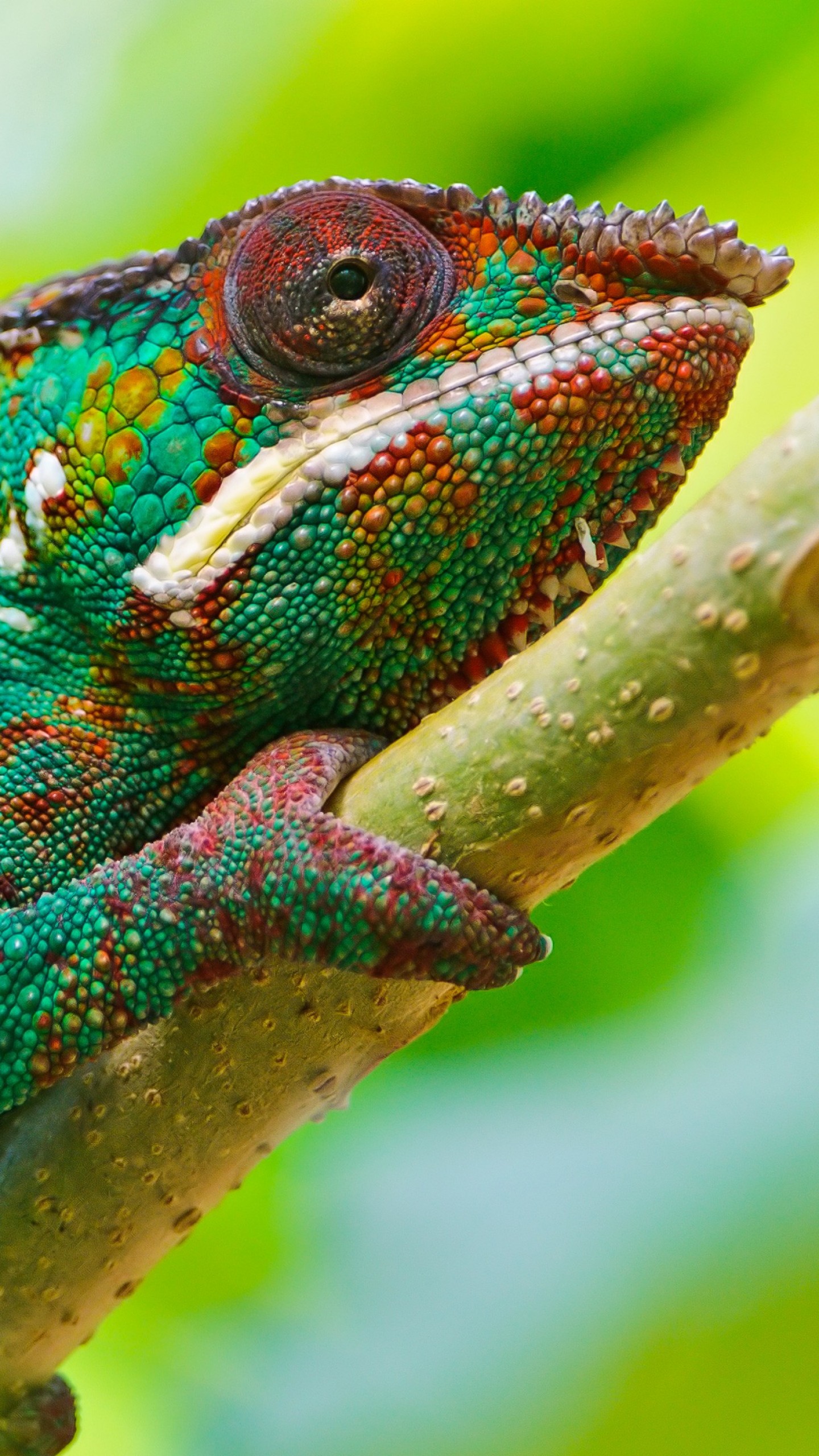 Chameleon Wallpapers