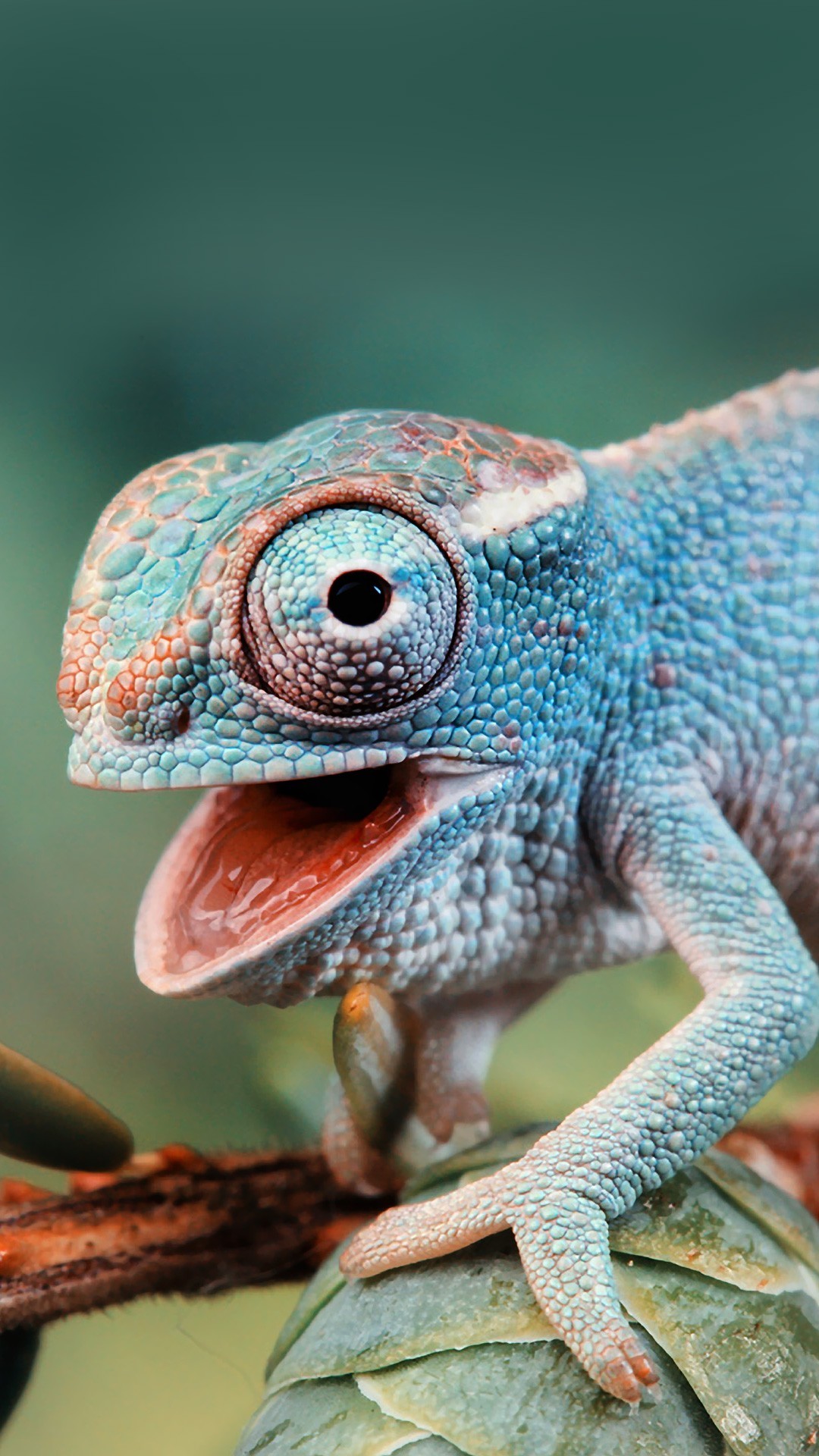 Chameleon Wallpapers