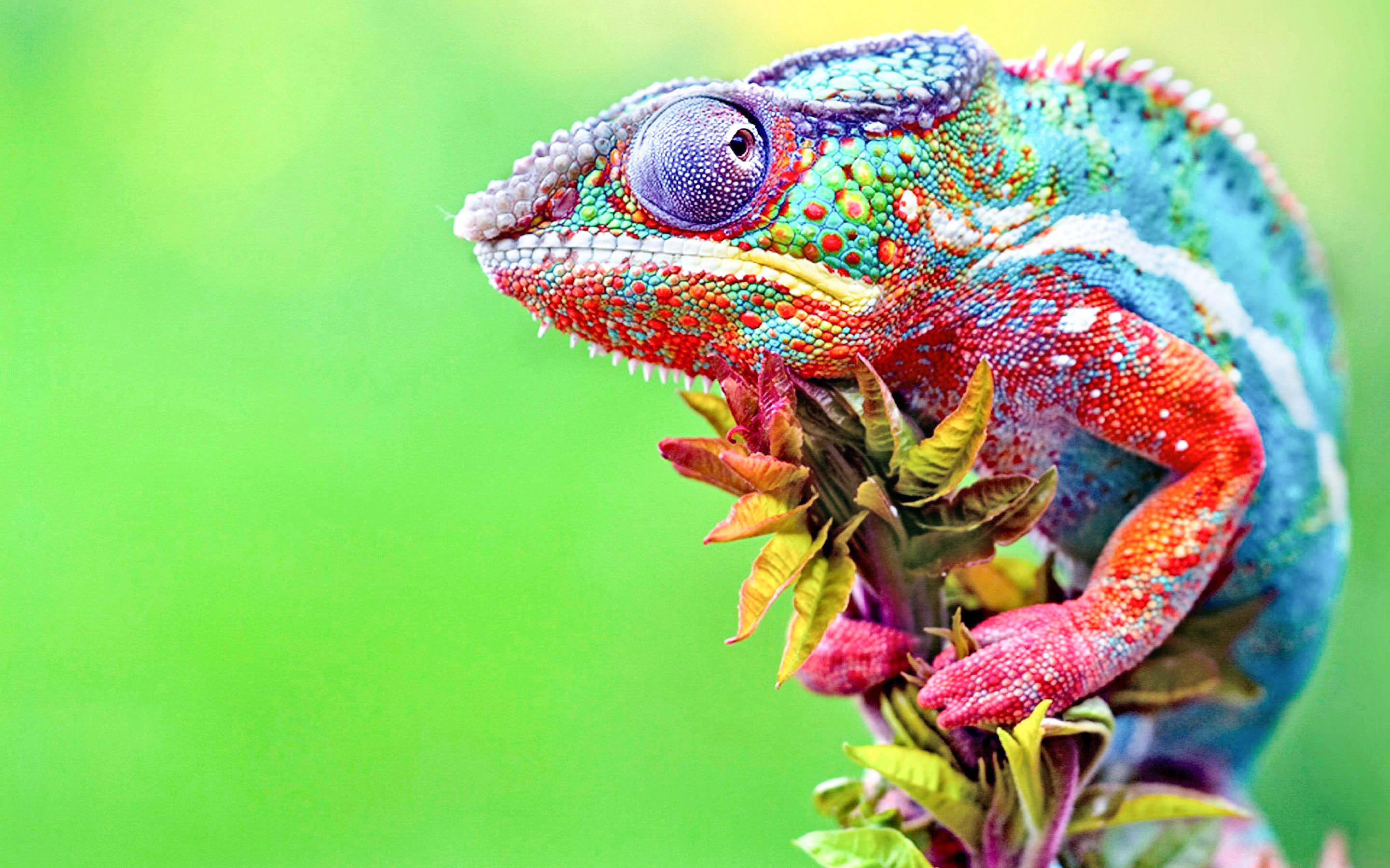 Chameleon Wallpapers