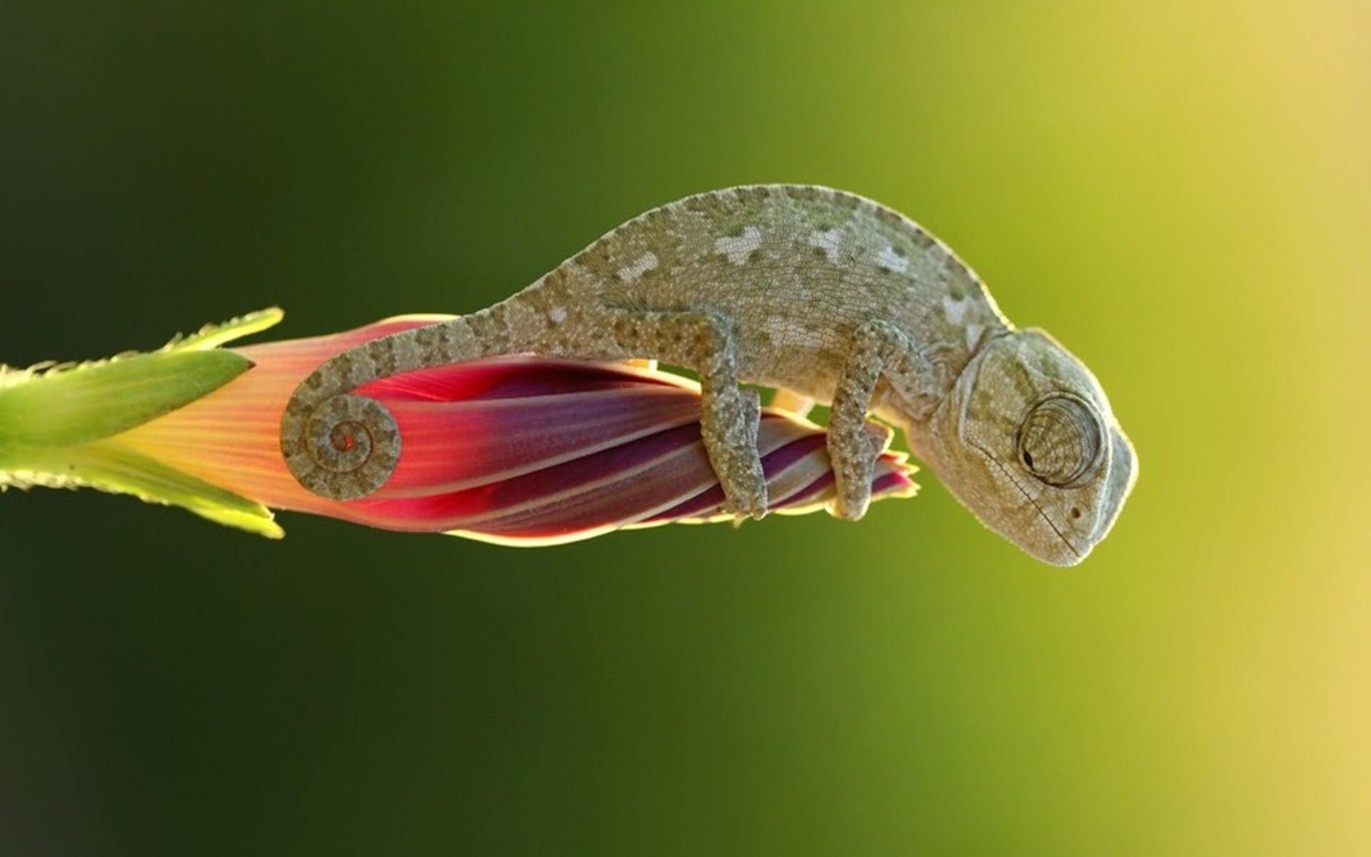 Chameleon Wallpapers