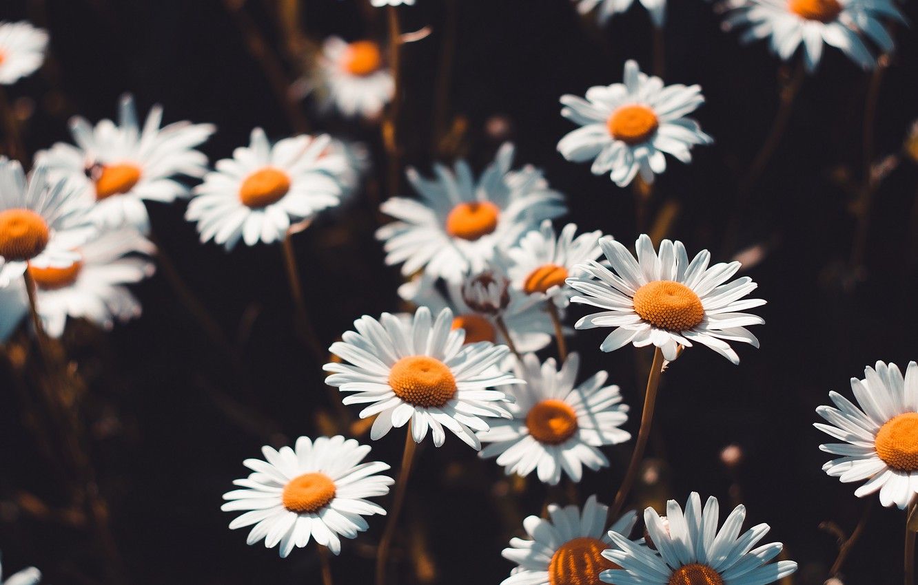 Chamomile Wallpapers