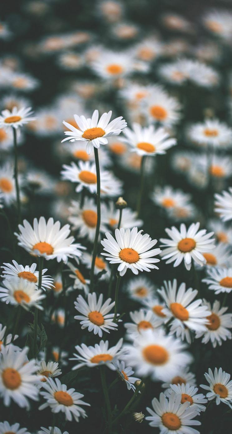 Chamomile Wallpapers