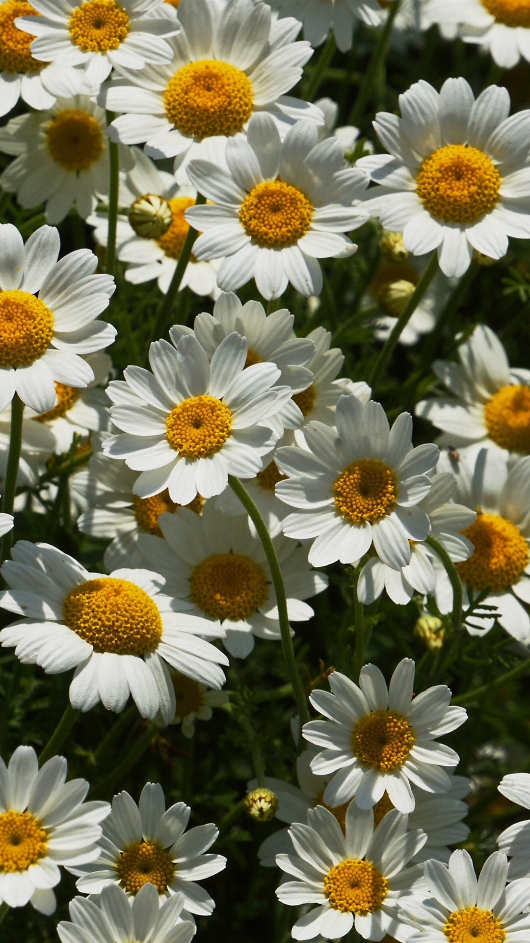 Chamomile Wallpapers