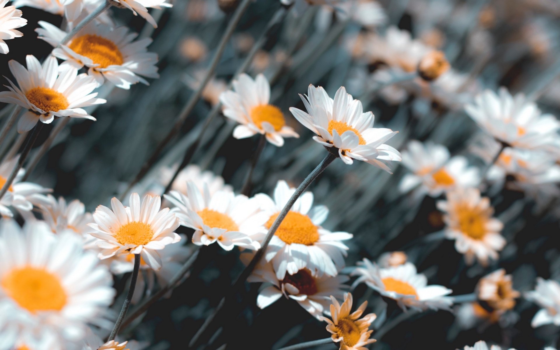 Chamomile Wallpapers