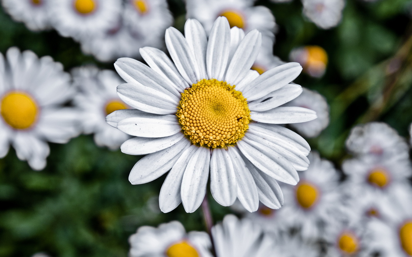 Chamomile Wallpapers