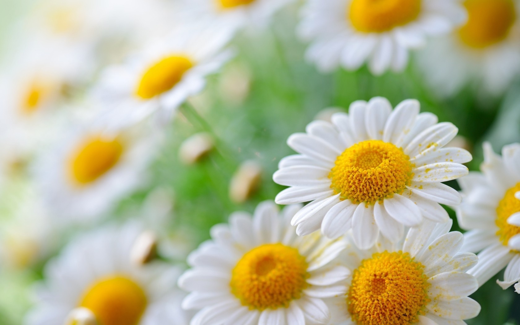 Chamomile Wallpapers