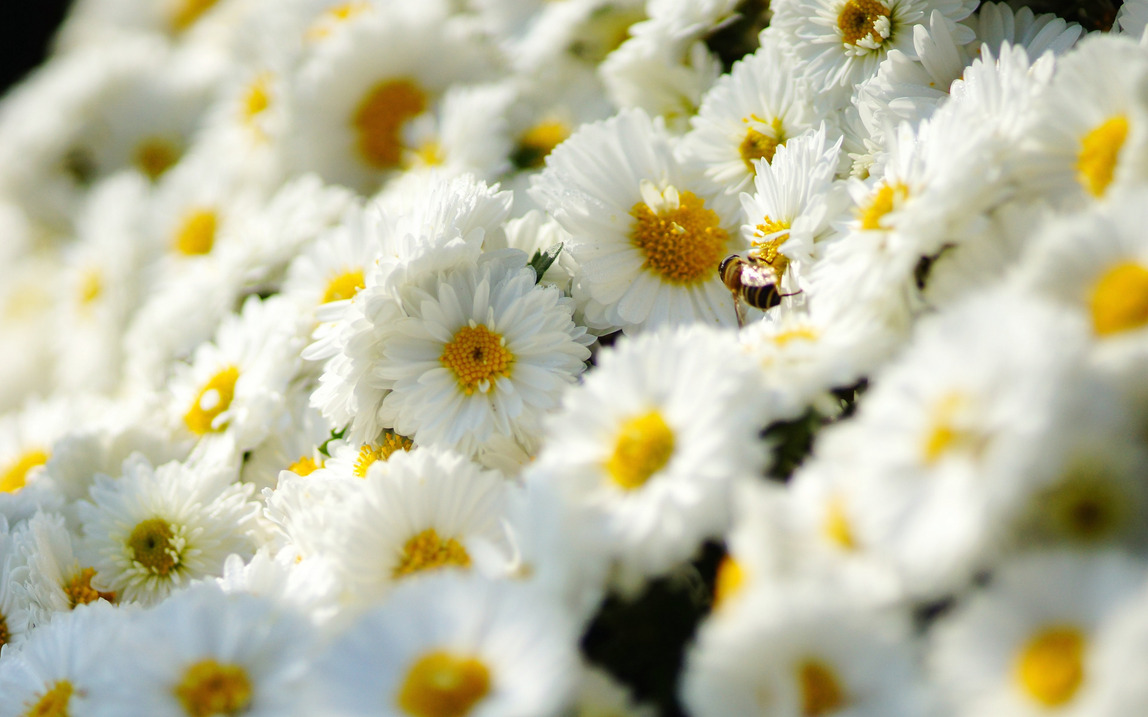 Chamomile Wallpapers