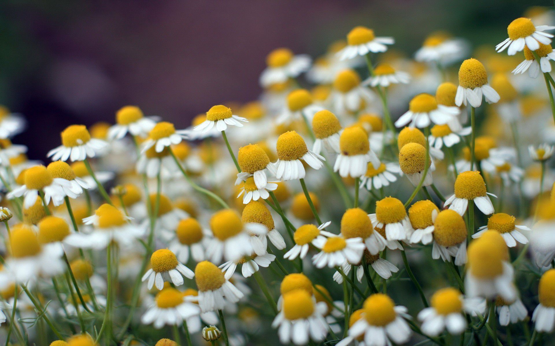 Chamomile Wallpapers