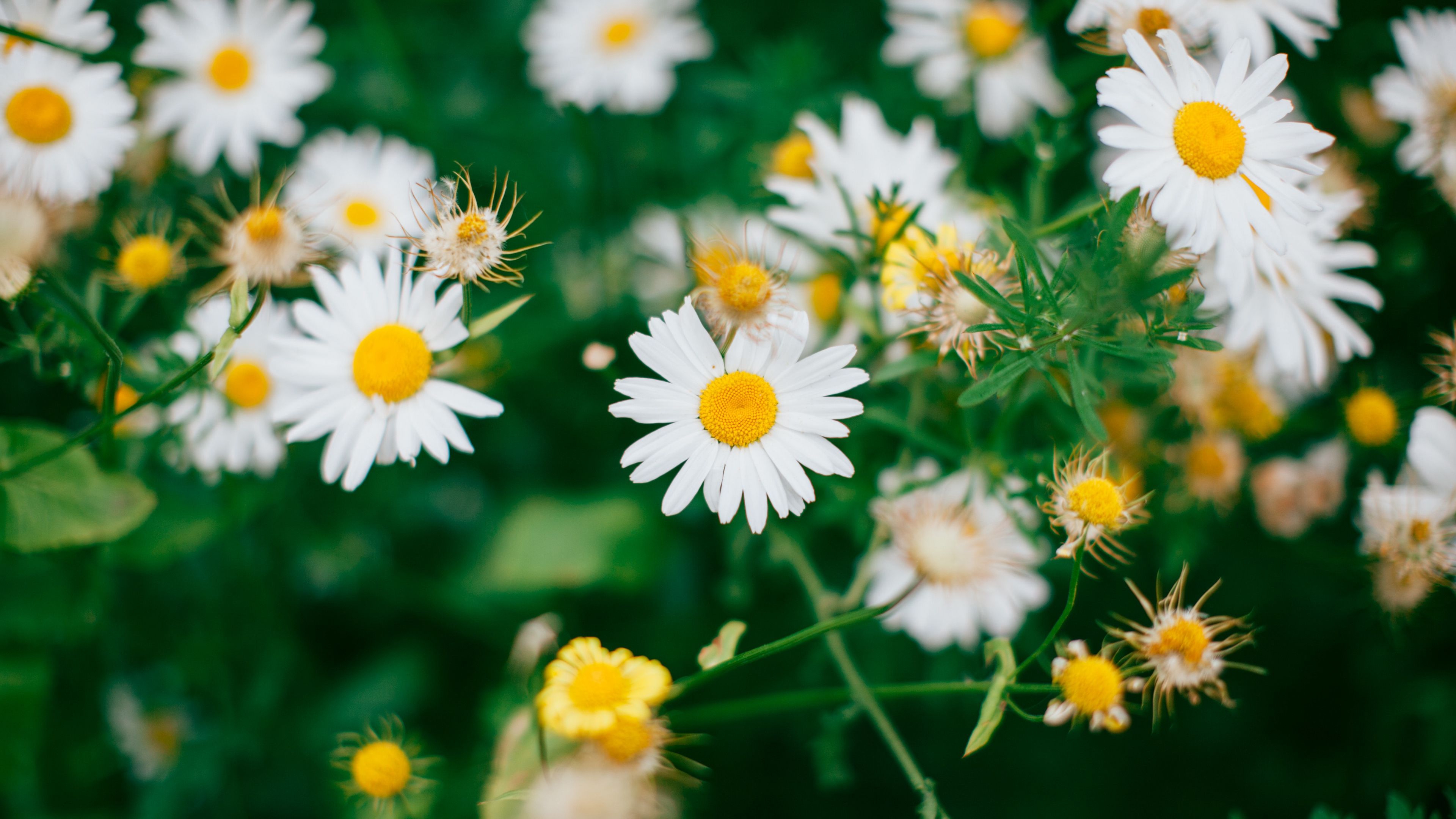 Chamomile Wallpapers