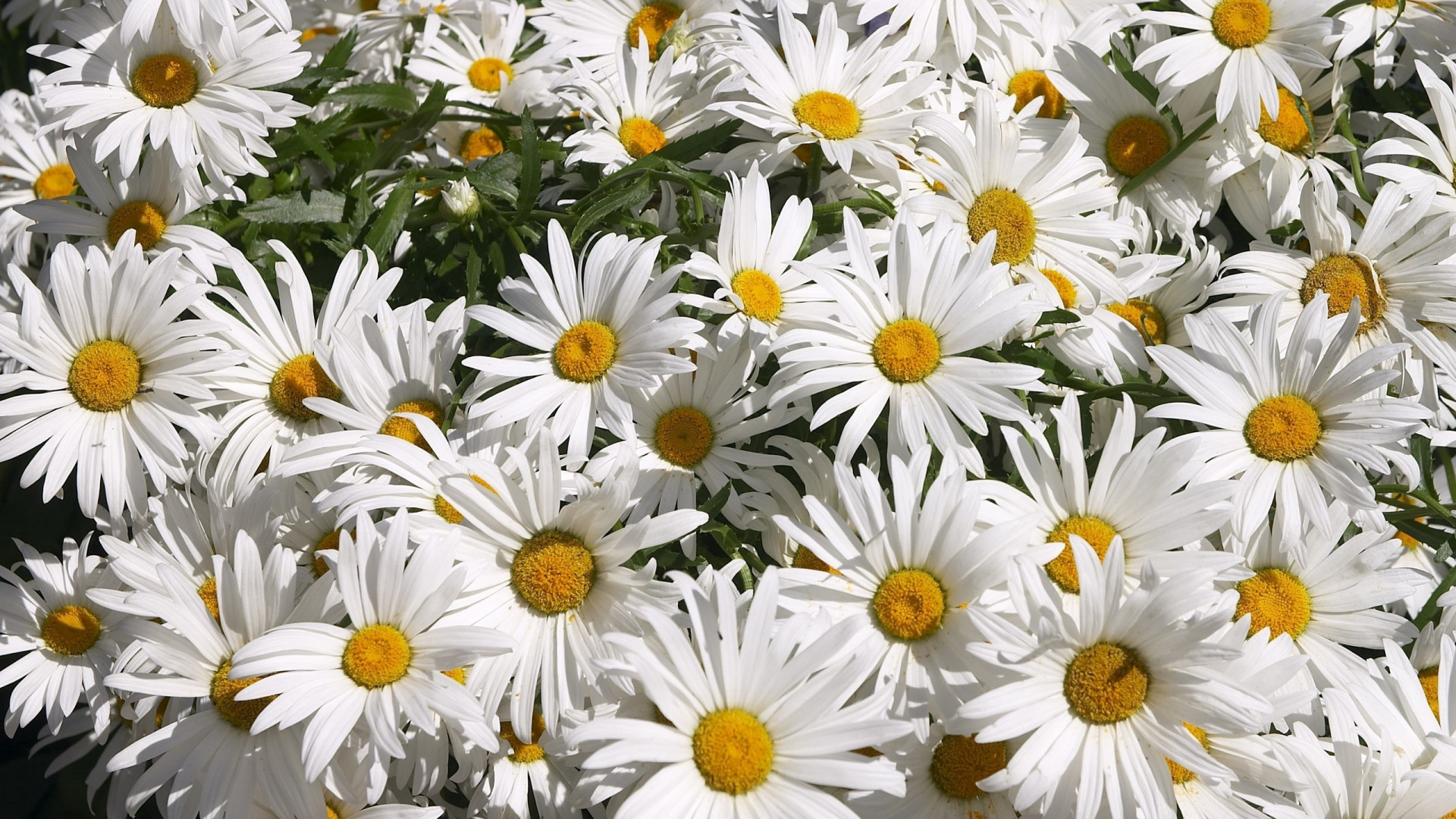 Chamomile Wallpapers