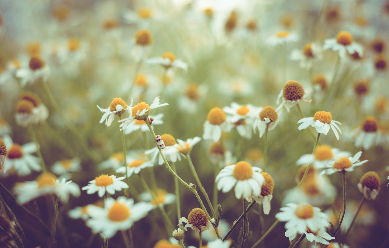 Chamomile Wallpapers