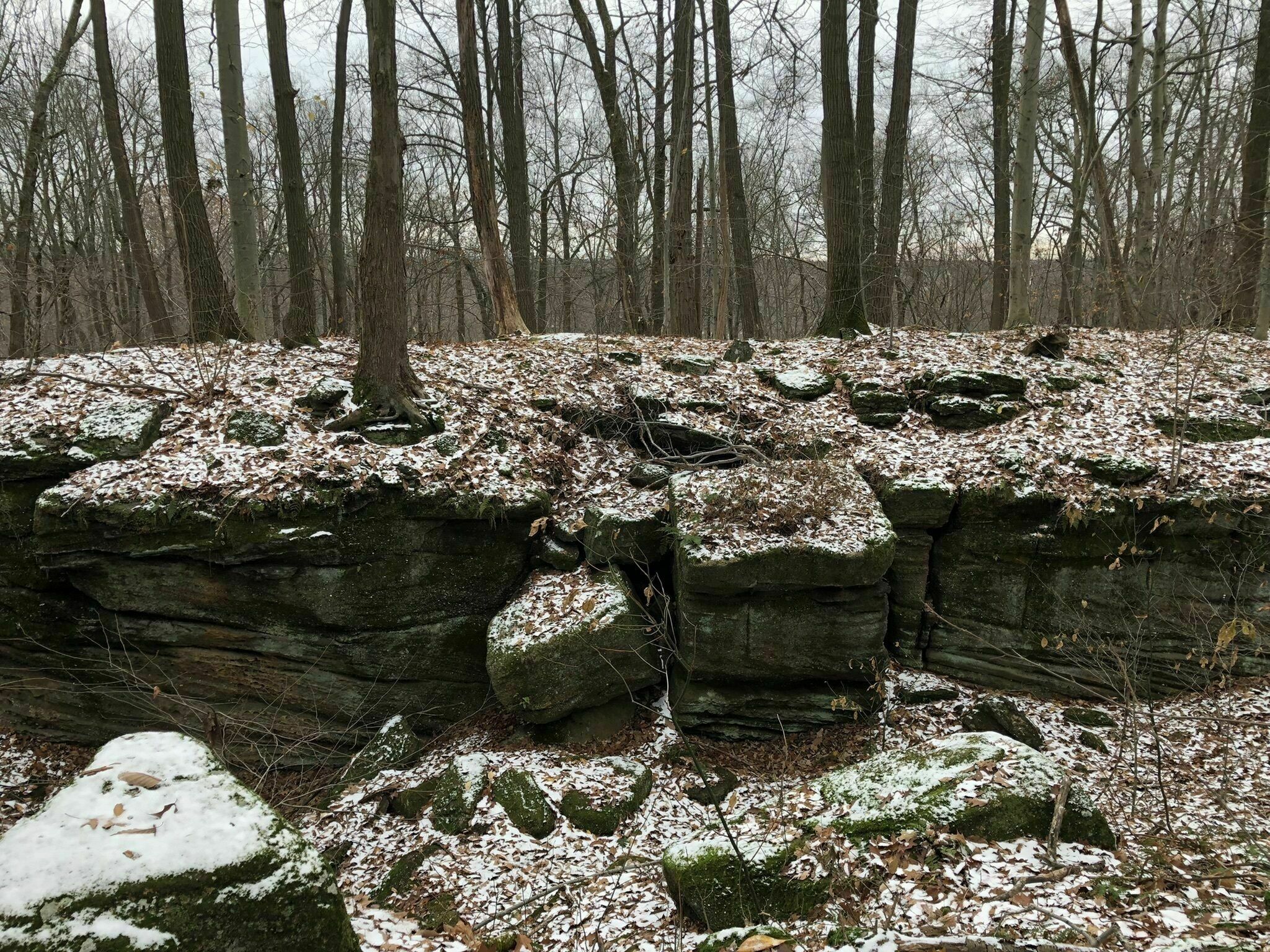 Chapin Forest Reservation Evening Wallpapers