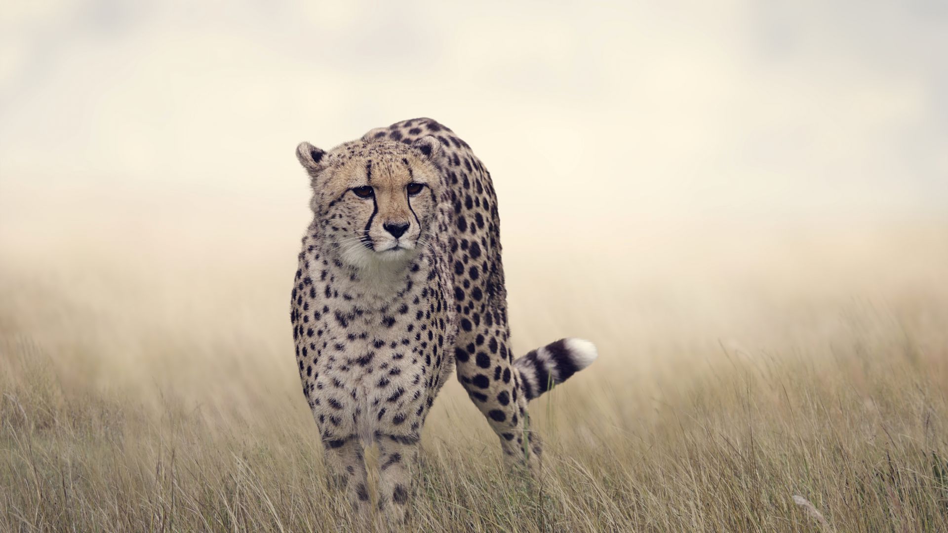 Cheetah Desktop Wallpapers