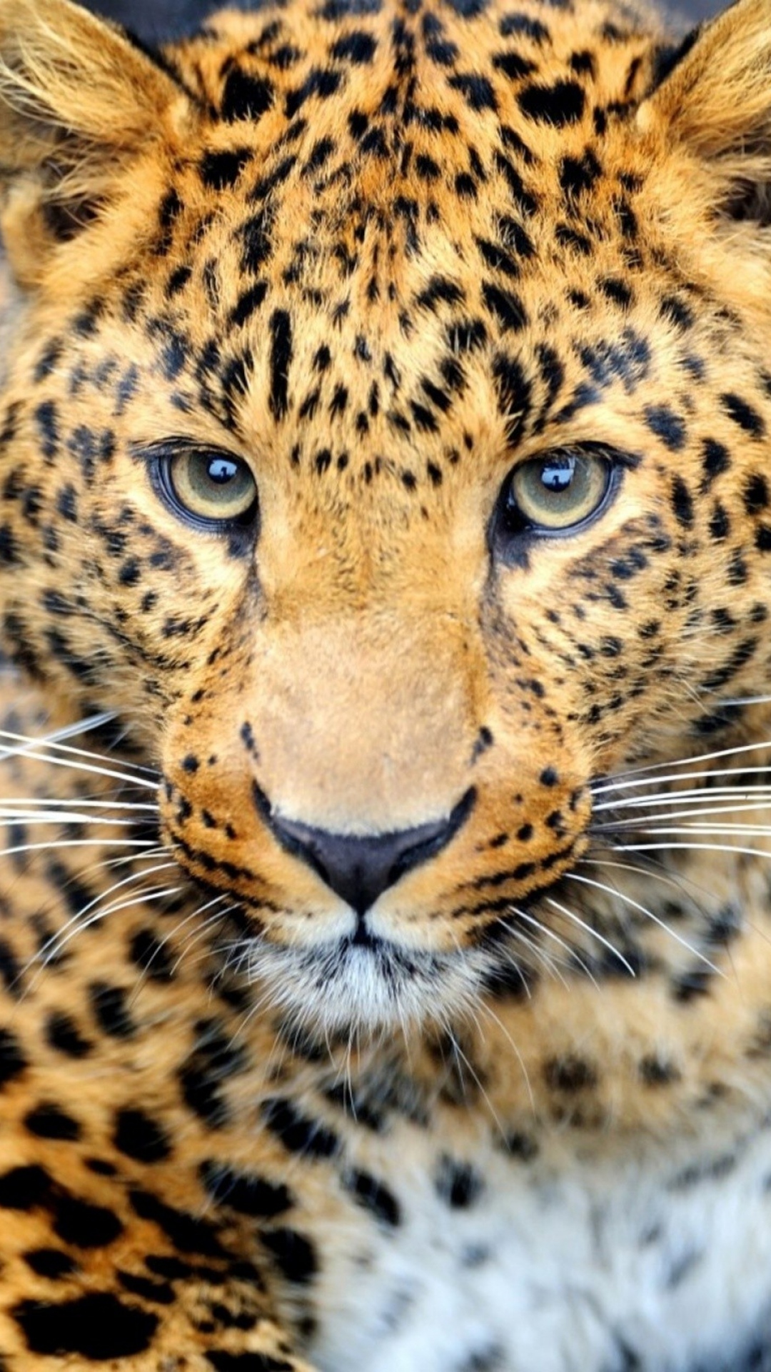 Cheetah Desktop Wallpapers