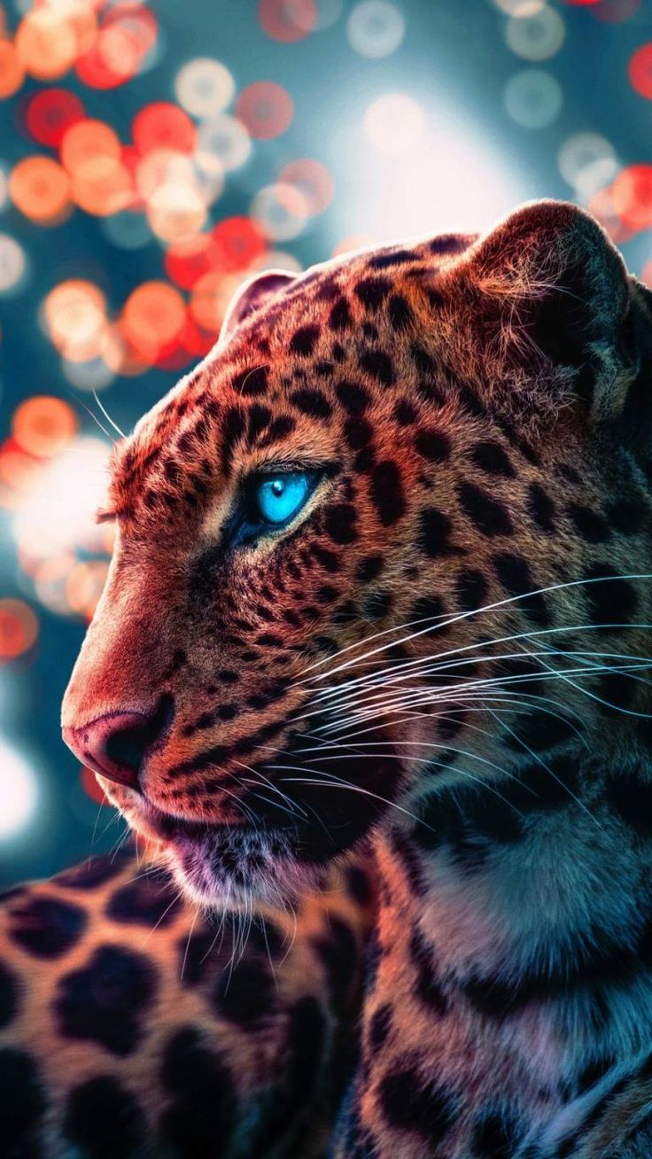 Cheetah Iphone Wallpapers