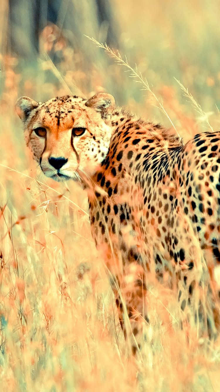 Cheetah Iphone Wallpapers