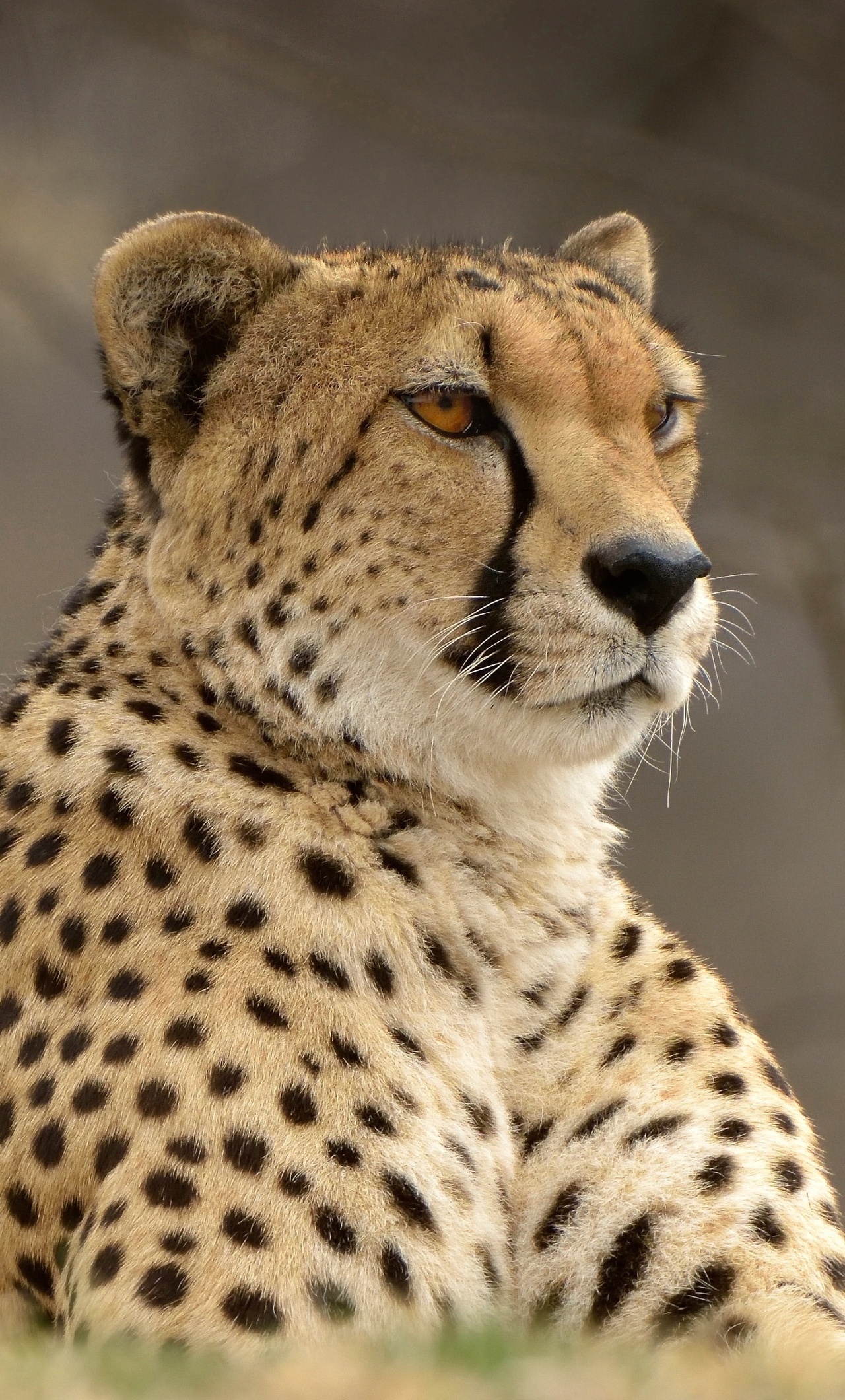 Cheetah Iphone Wallpapers