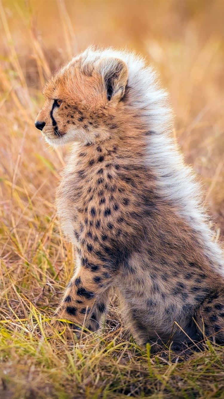 Cheetah Iphone Wallpapers