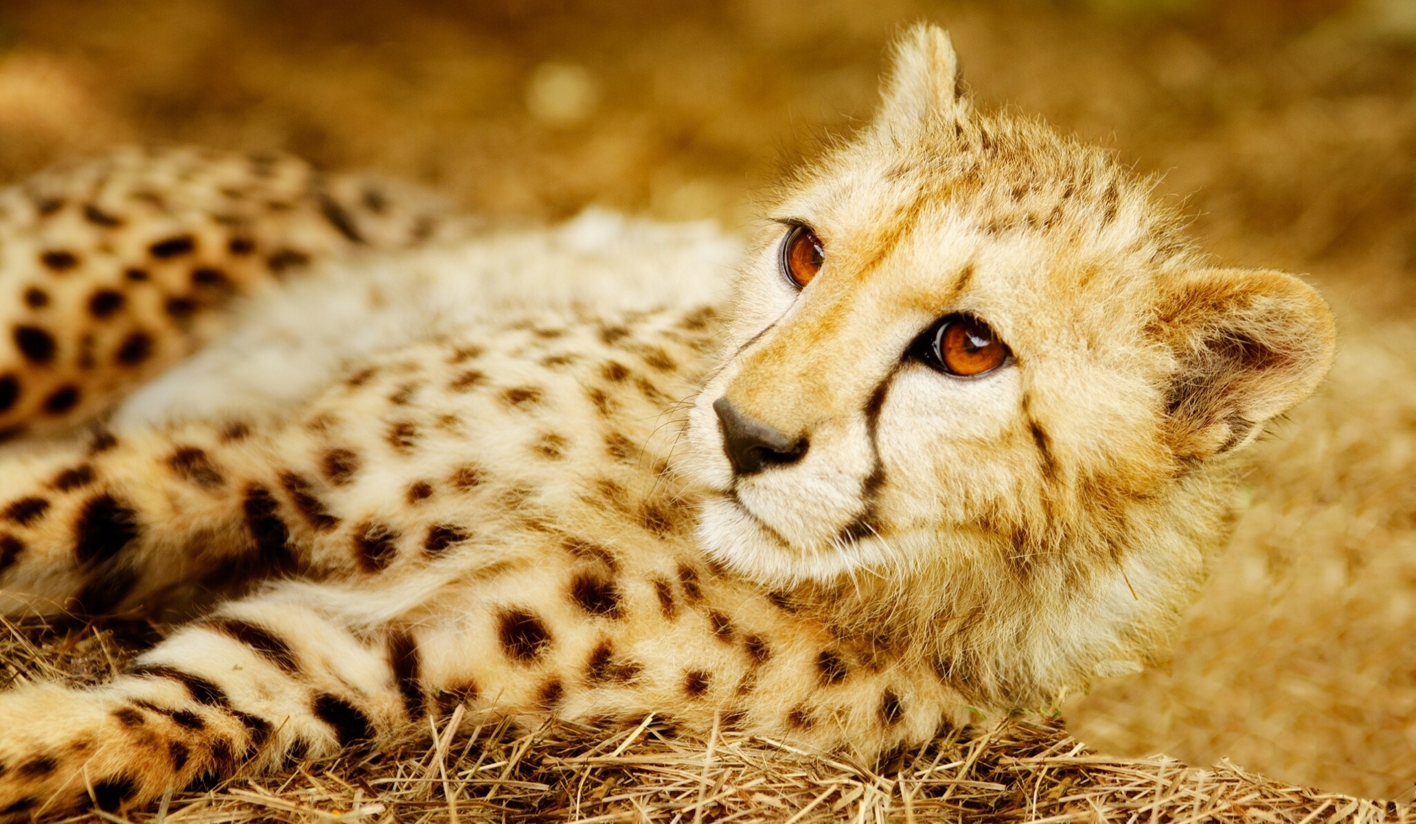 Cheetah Wallpapers