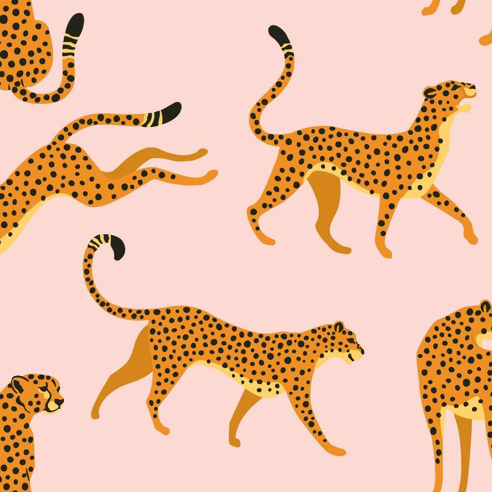 Cheetah Wallpapers