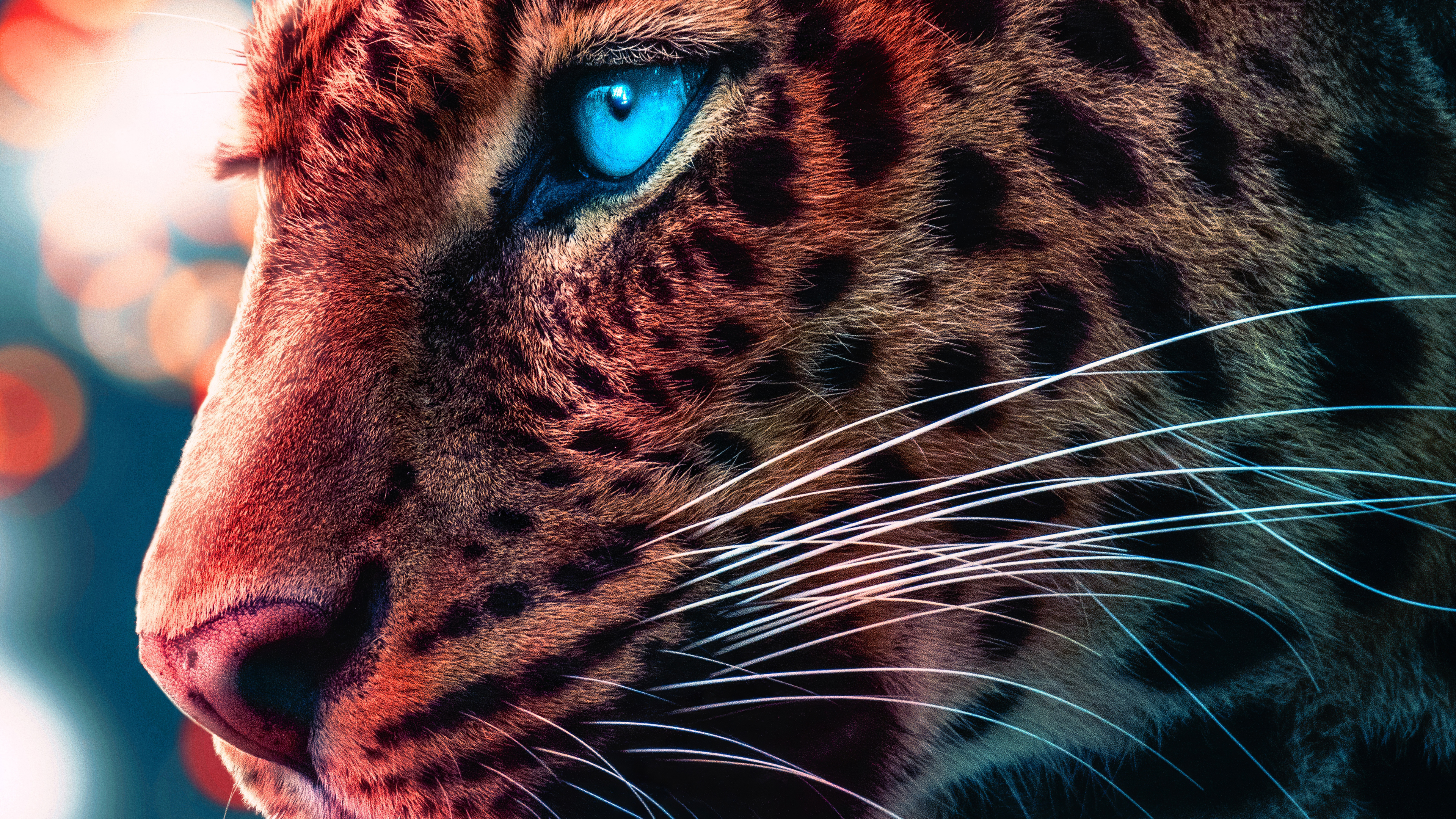 Cheetah Wallpapers