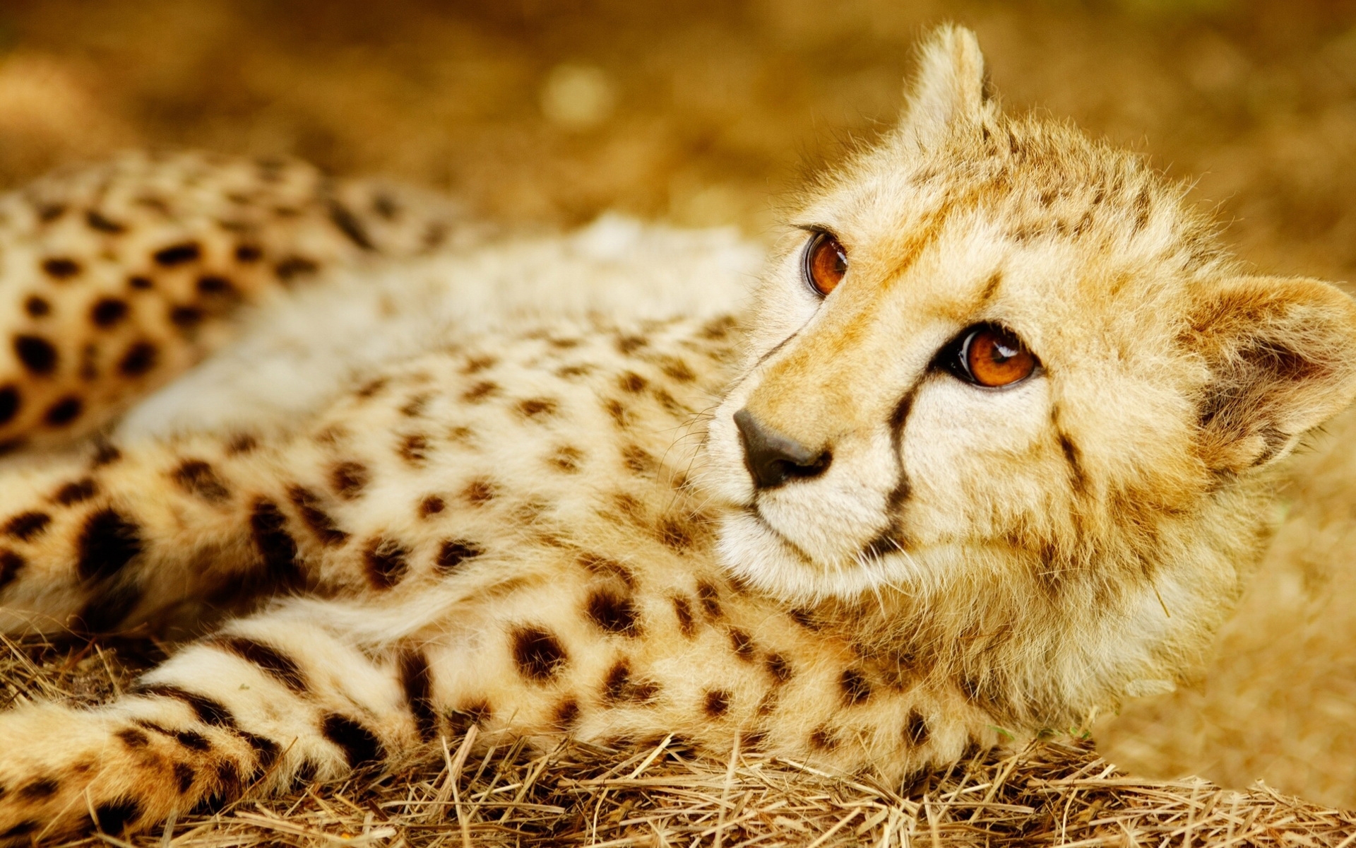 Cheetah Wallpapers